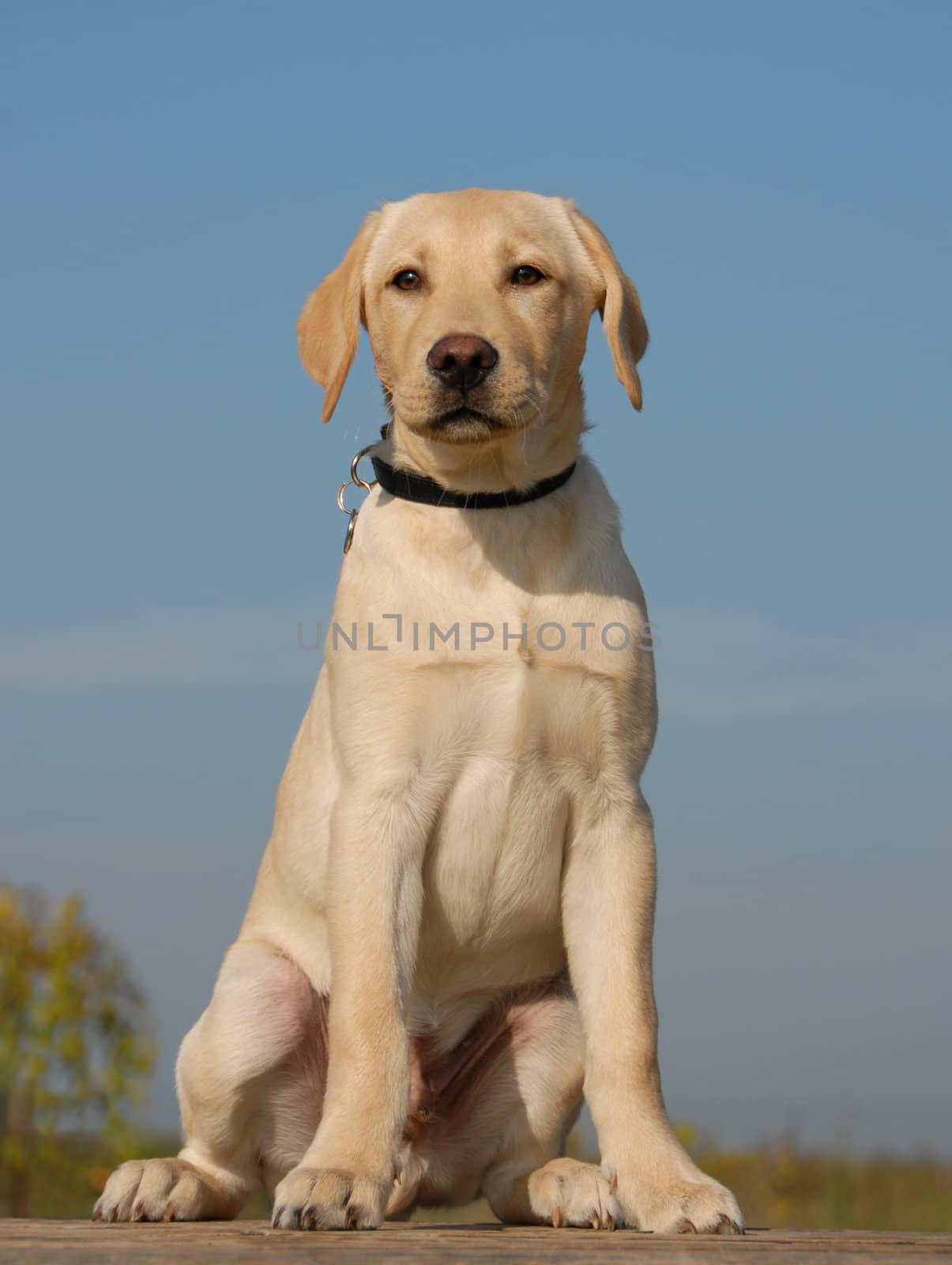 portrait of a young puppy labrador retriever

