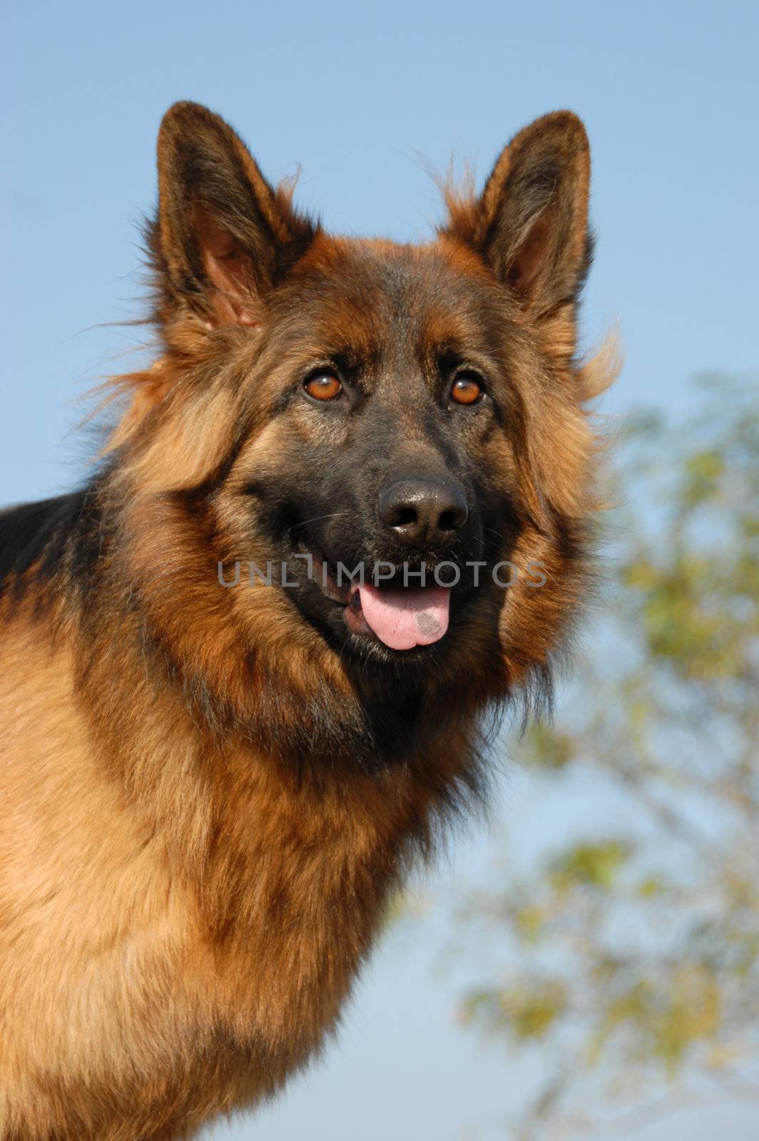 portrait of a beautiful female purebred german shepherd
