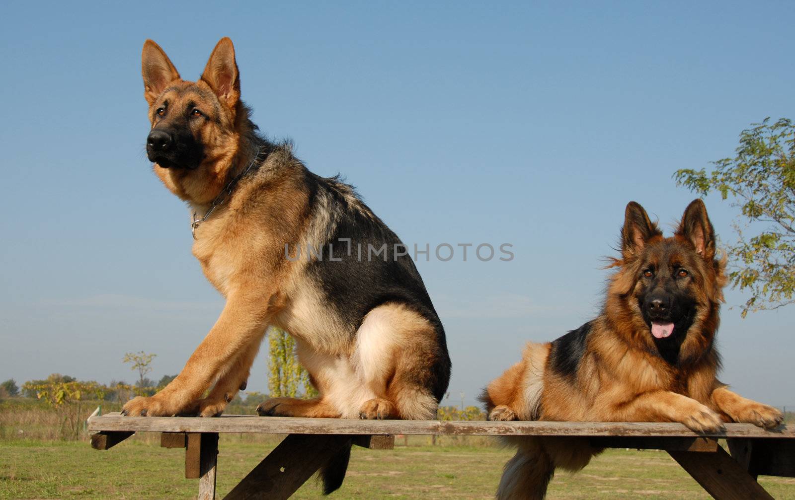 two dogs purebred german shepherds: beautiful watching dogs
