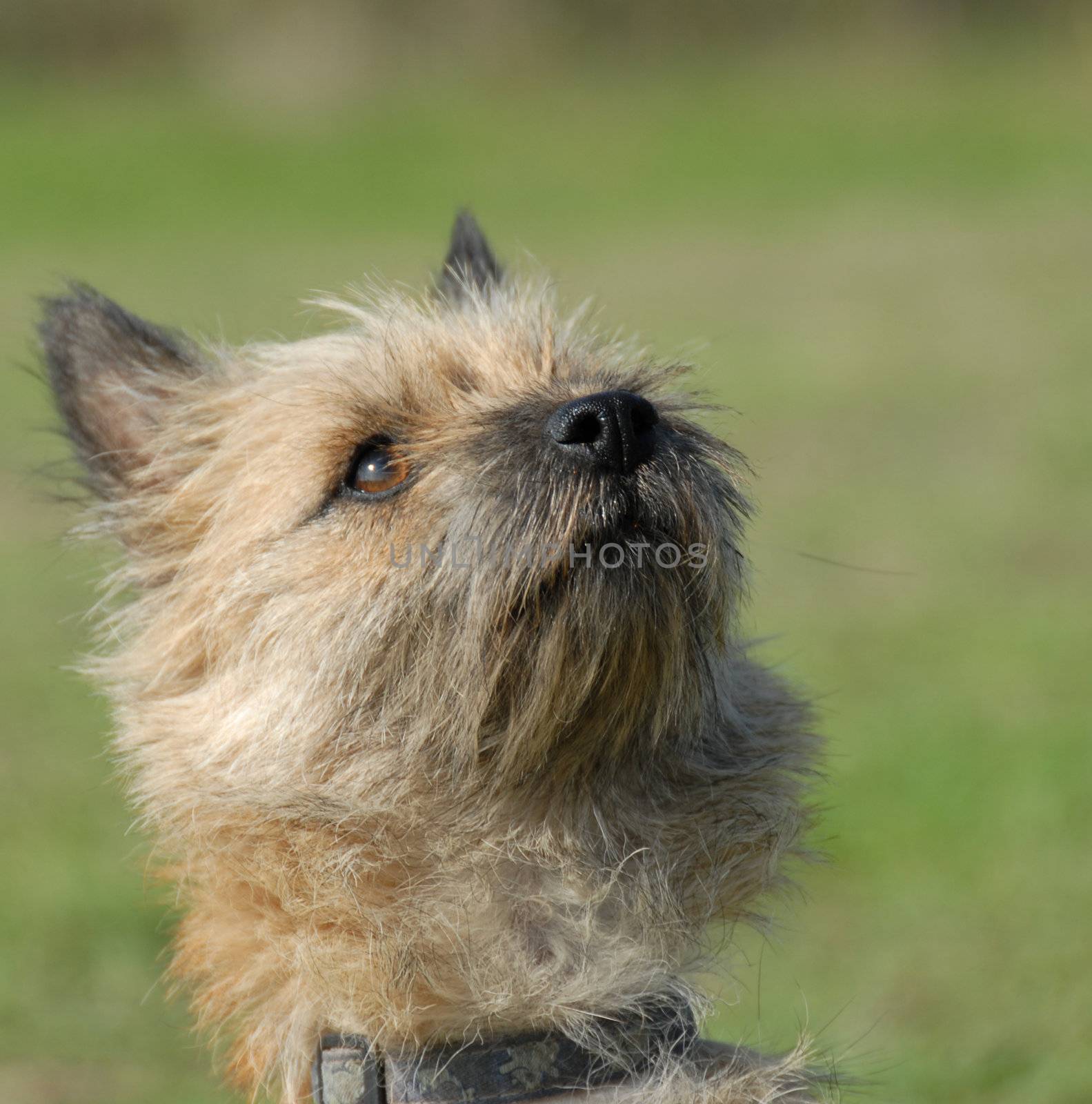 purebred  cairn terrier by cynoclub