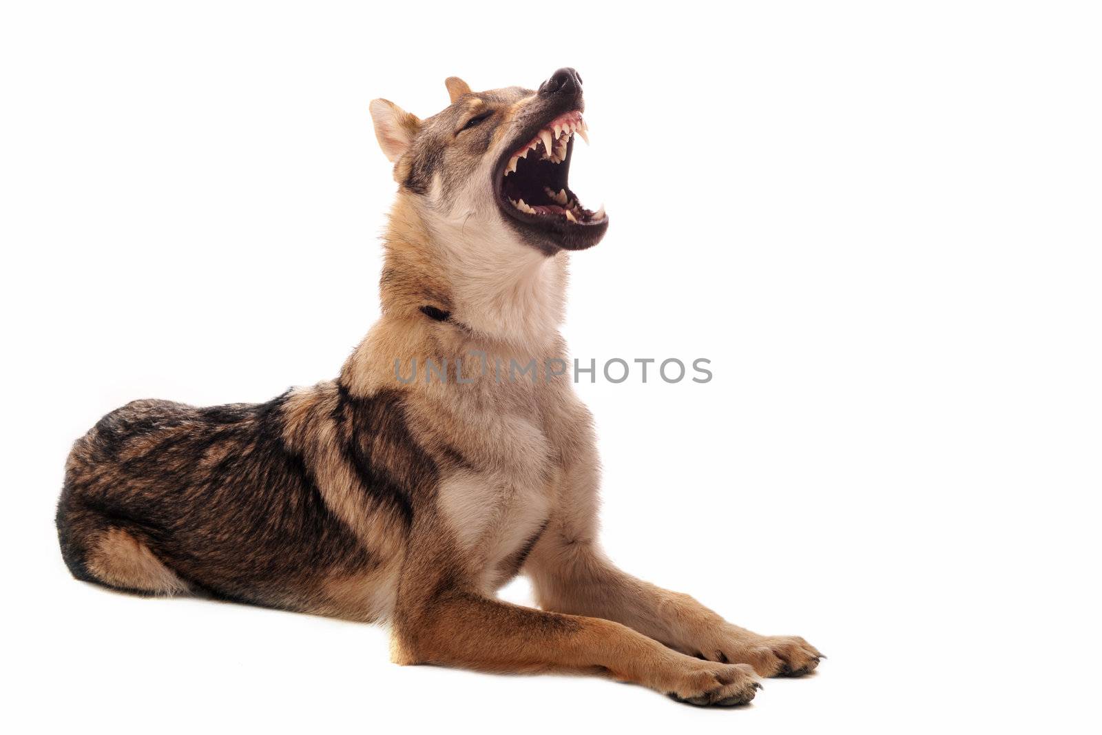 purebred Czechoslovakian Wolfdog angry, with a copy space