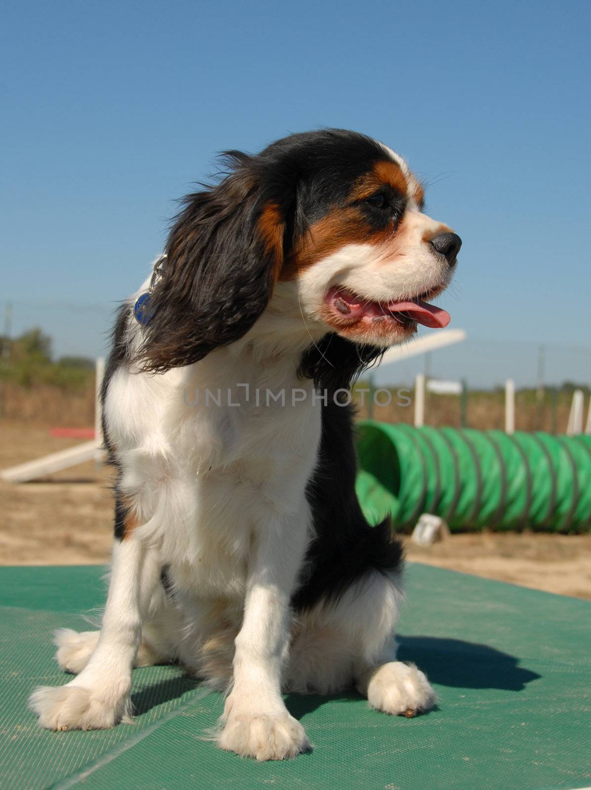 portrait of a beautiful cavalier king charles: cute little dog