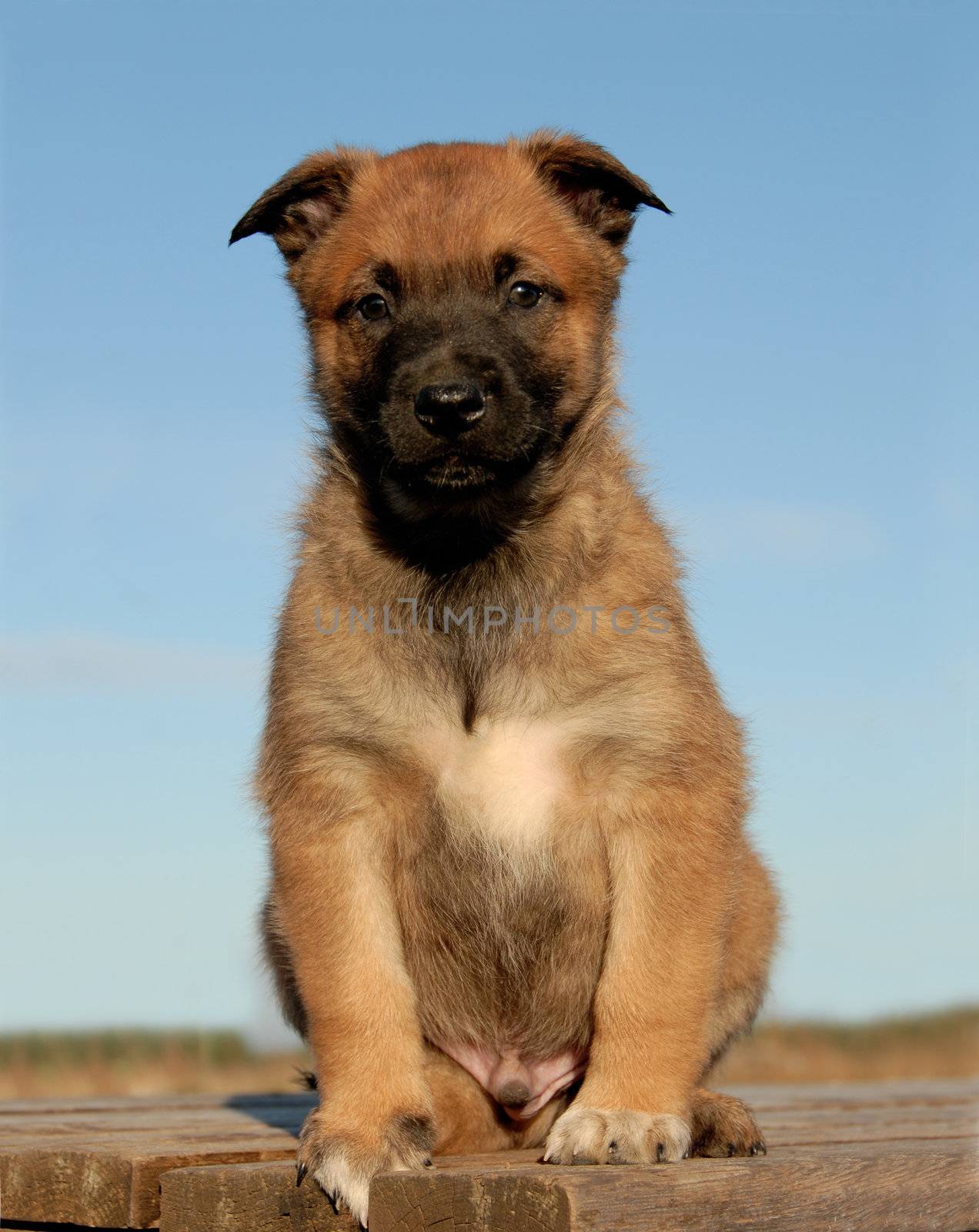 young puppy purebred belgian shepherd malinois sitting on a table