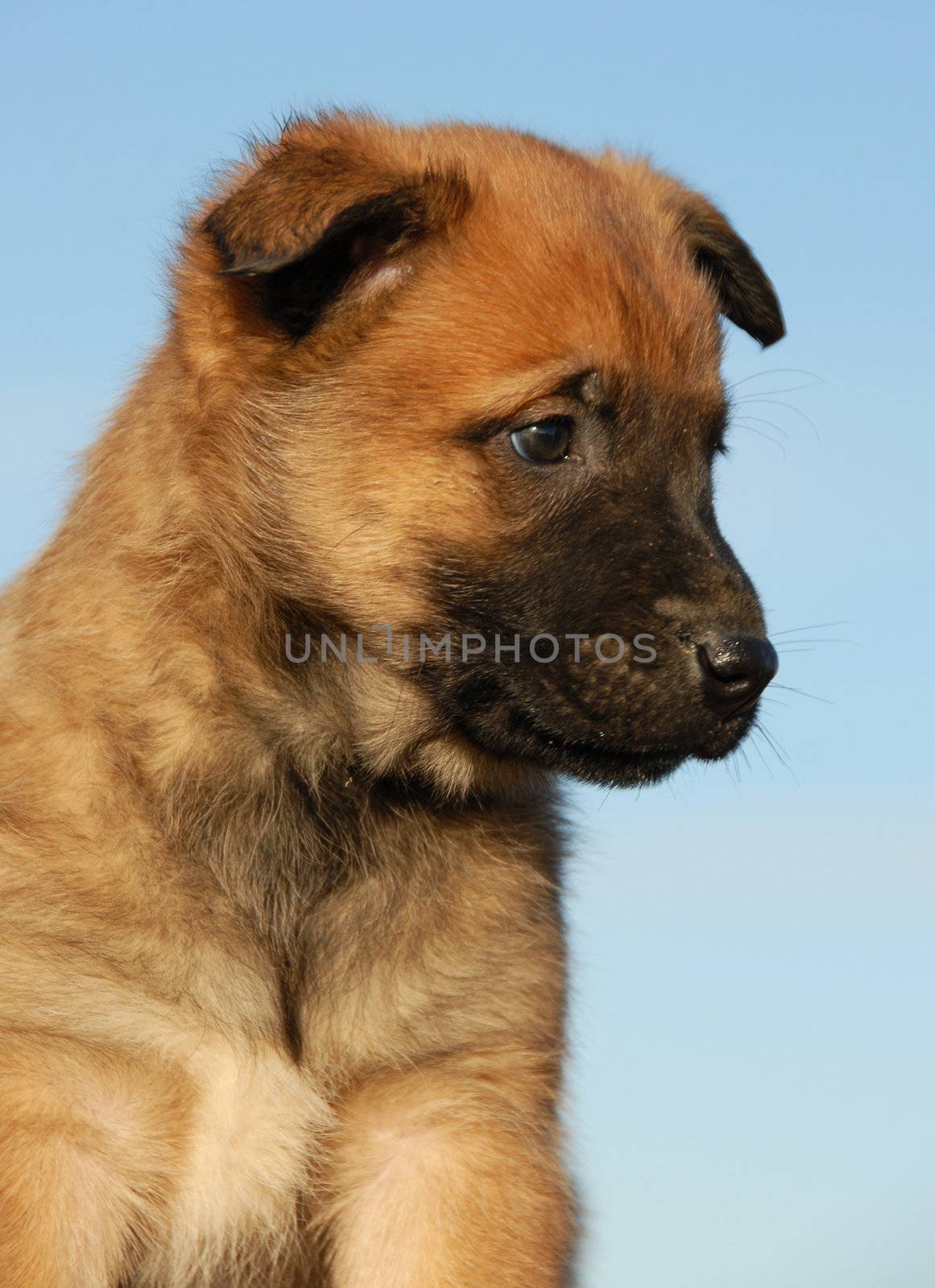 portrait of a purebred puppy belgian sheepdog malinois