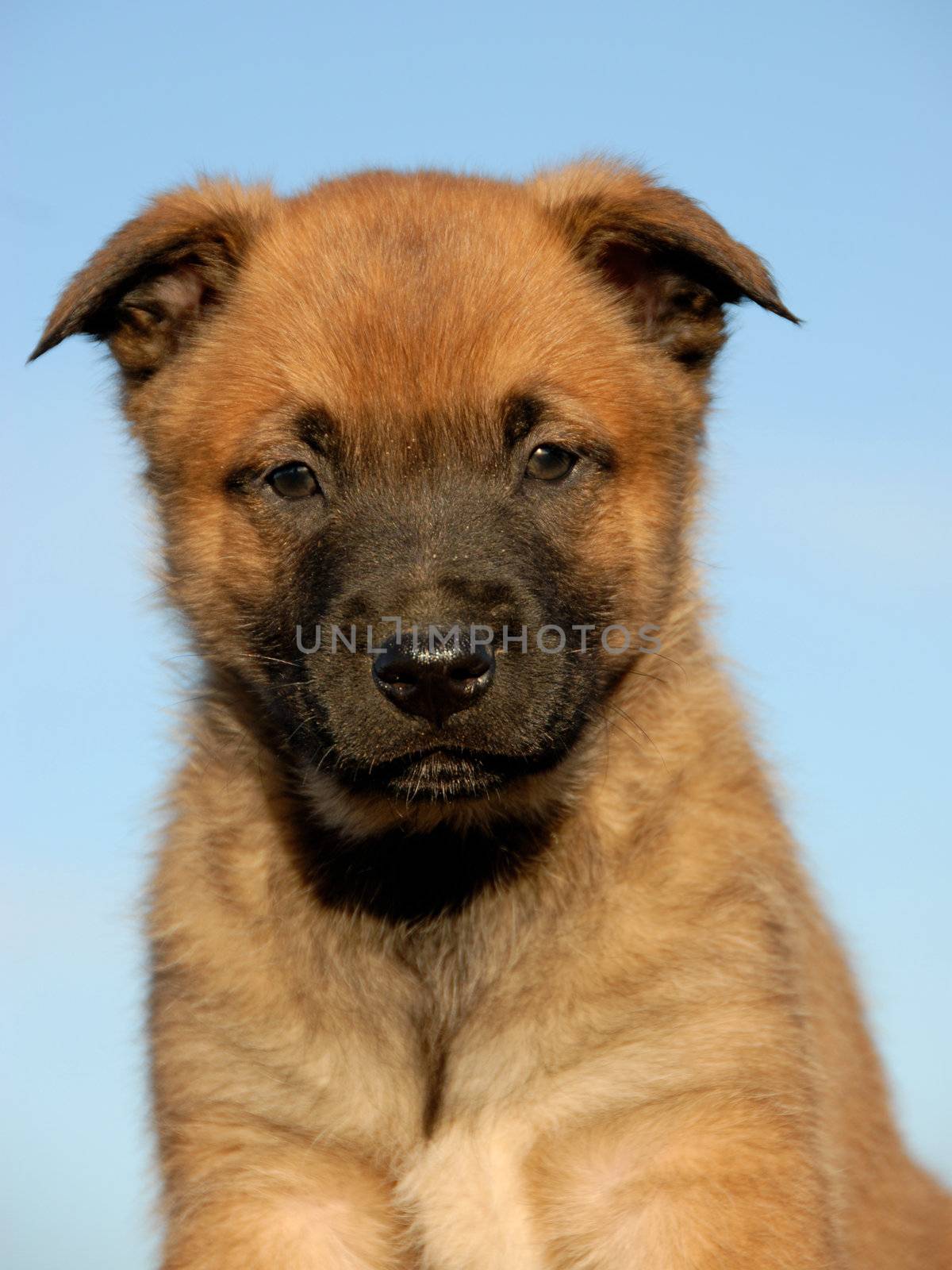 portrait of a young puppy purebred belgian shepherd malinois