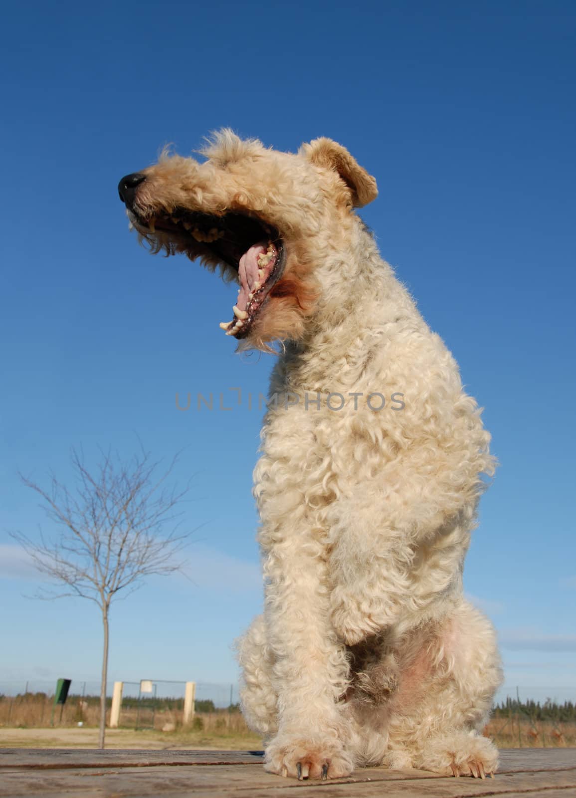yawning purebred fox terrier sitting on a table