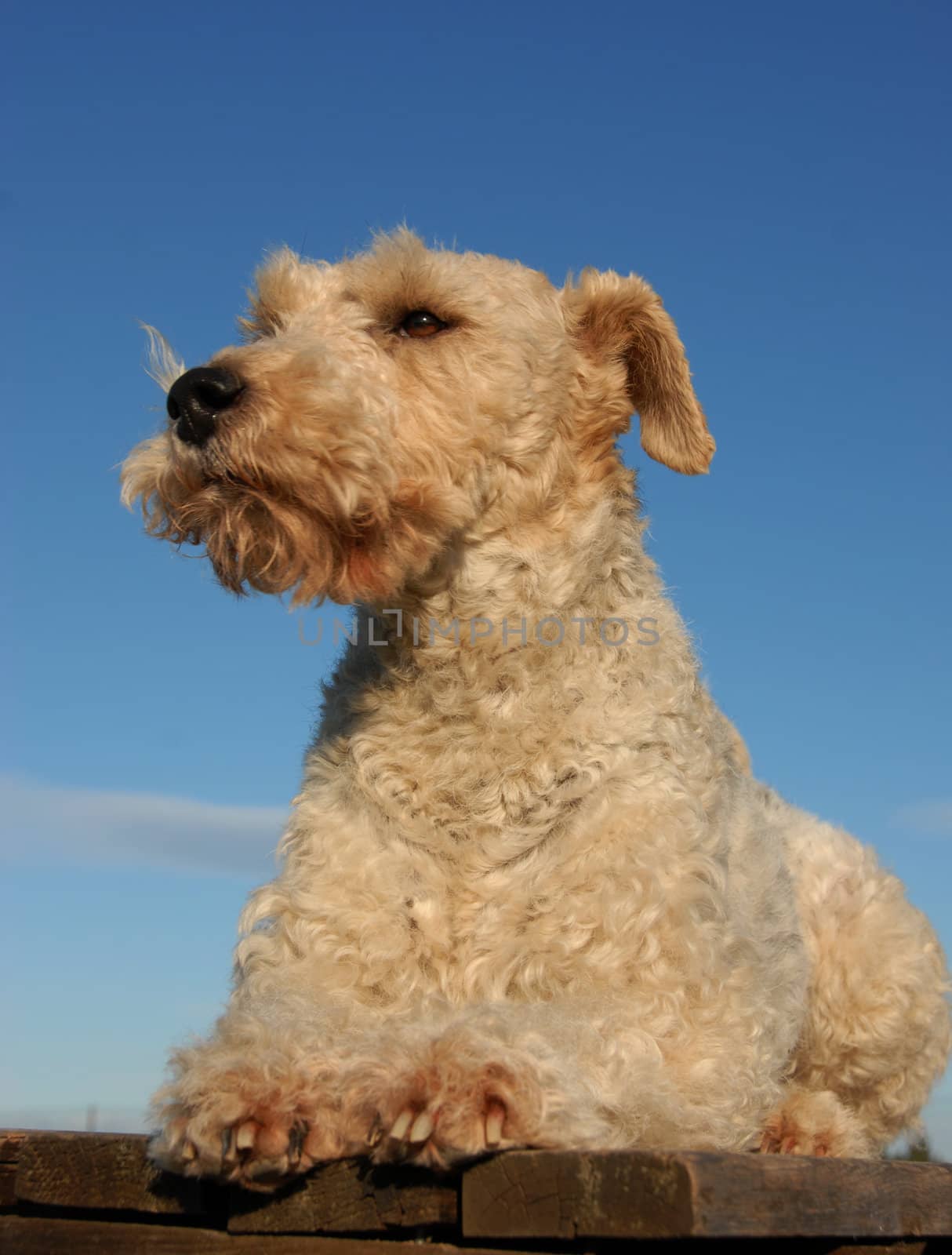 portrait of a purebred fox terrier laid down on a table