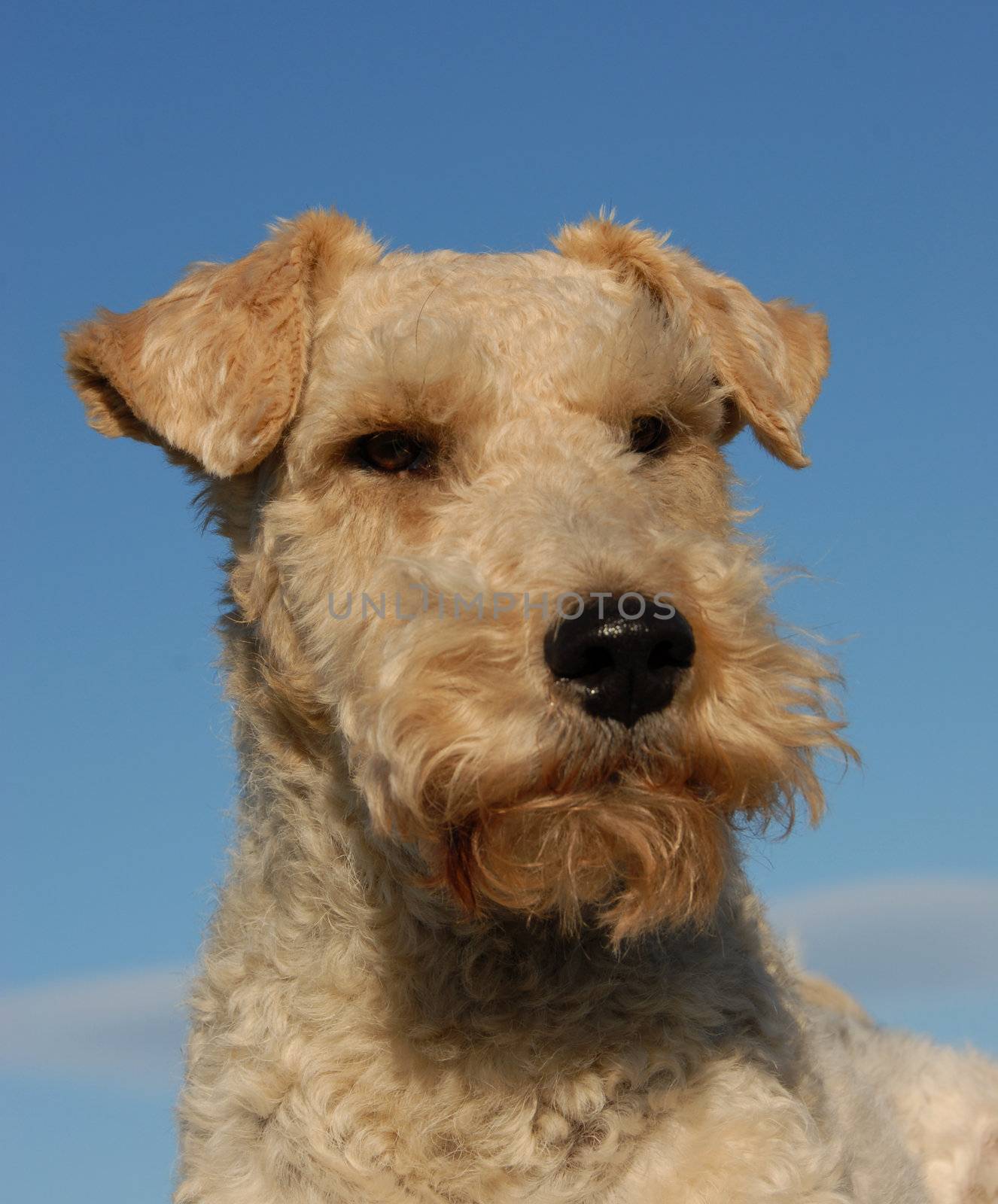 portrait of a purebred fox terrier in a blue sky