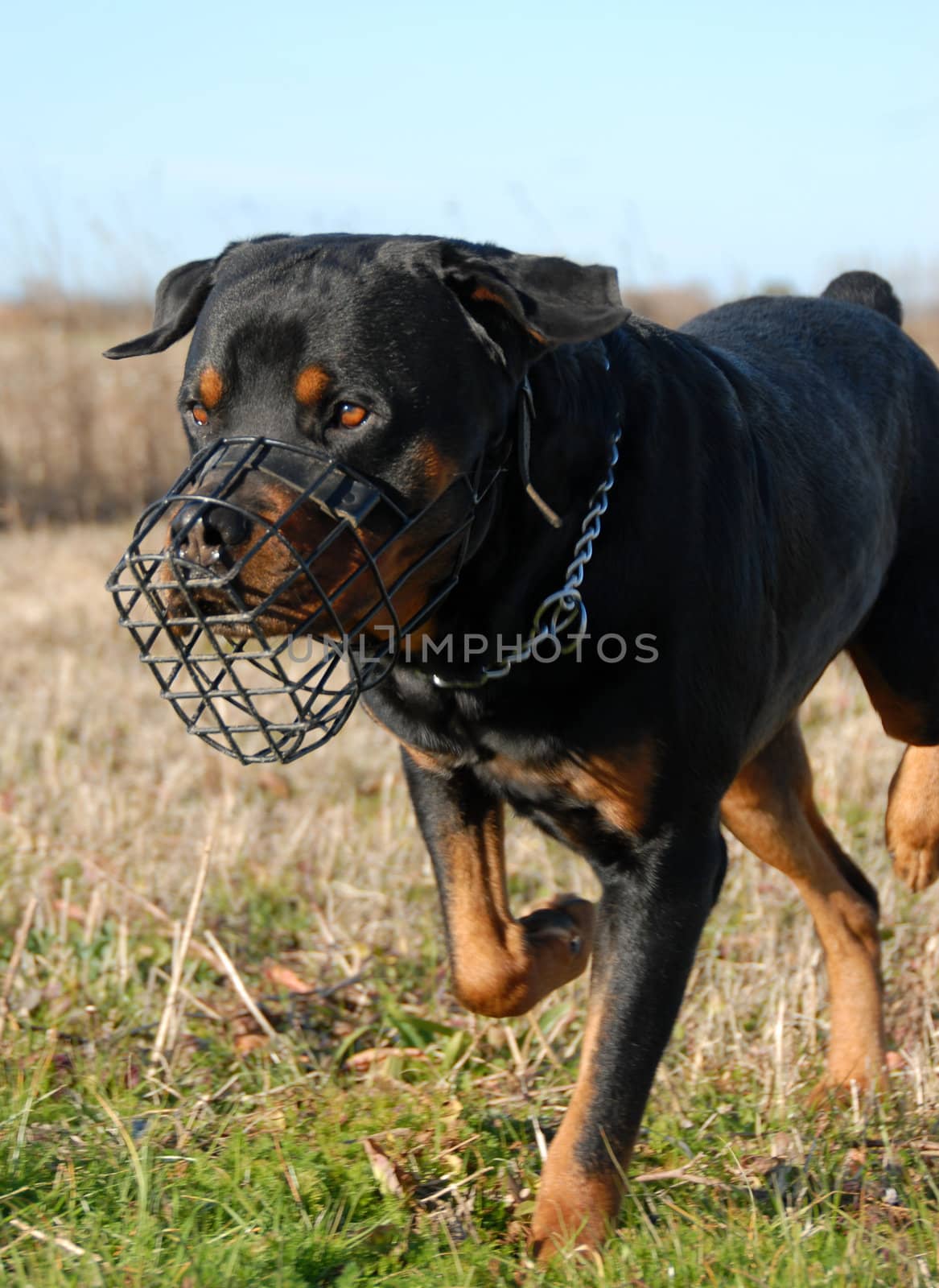 rottweiler and muzzle by cynoclub