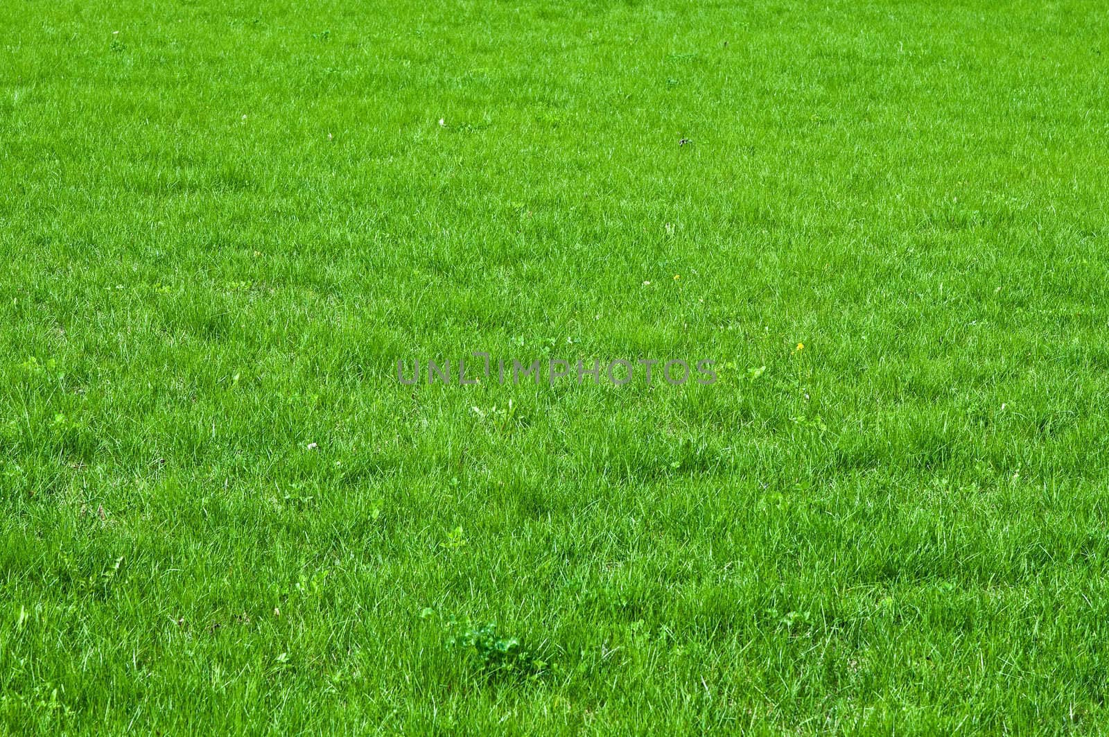 green grass texture 