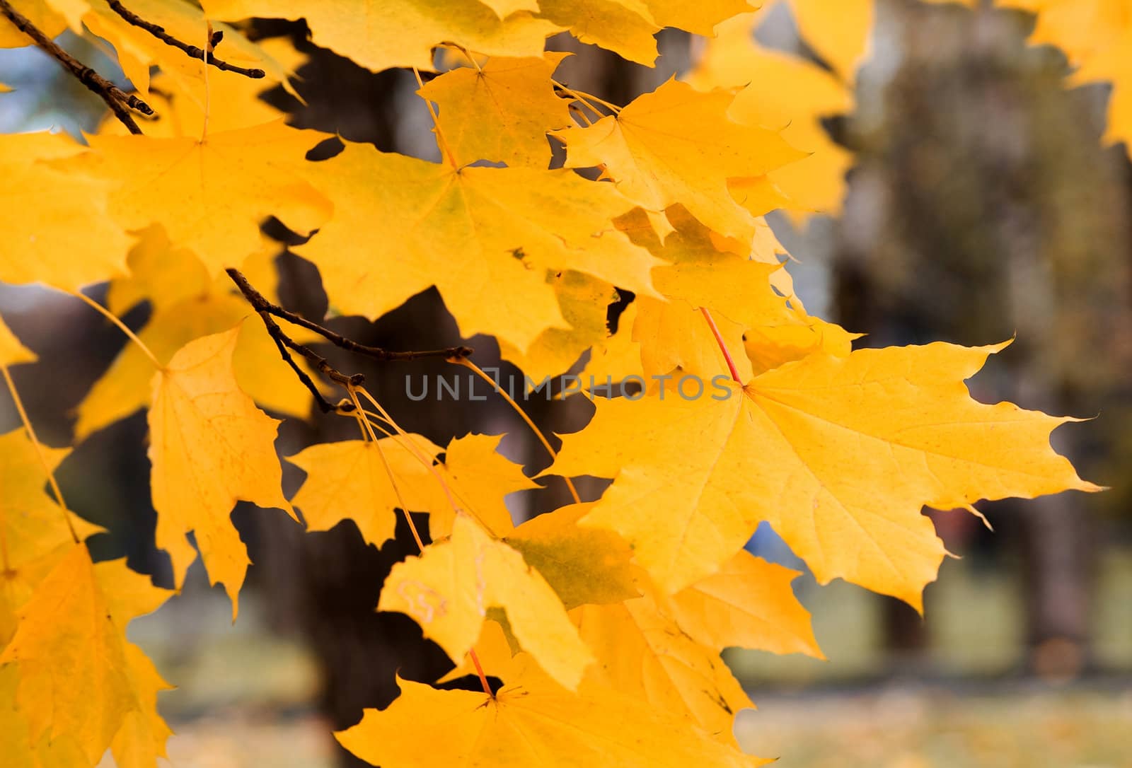 Autumn. Yellow leaves of a maple in city park