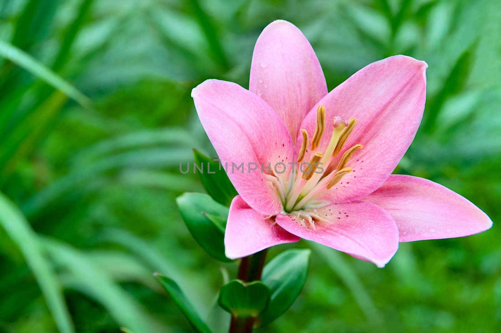 Lily flower on a background of green grass