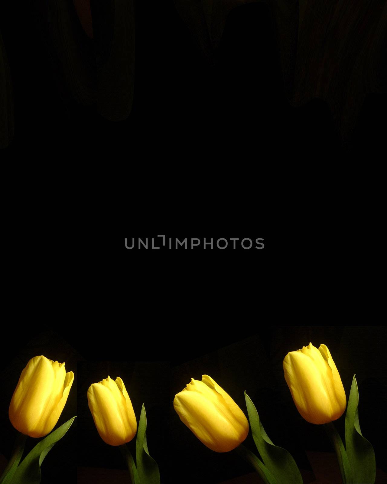 yellow tulips  by Baltus