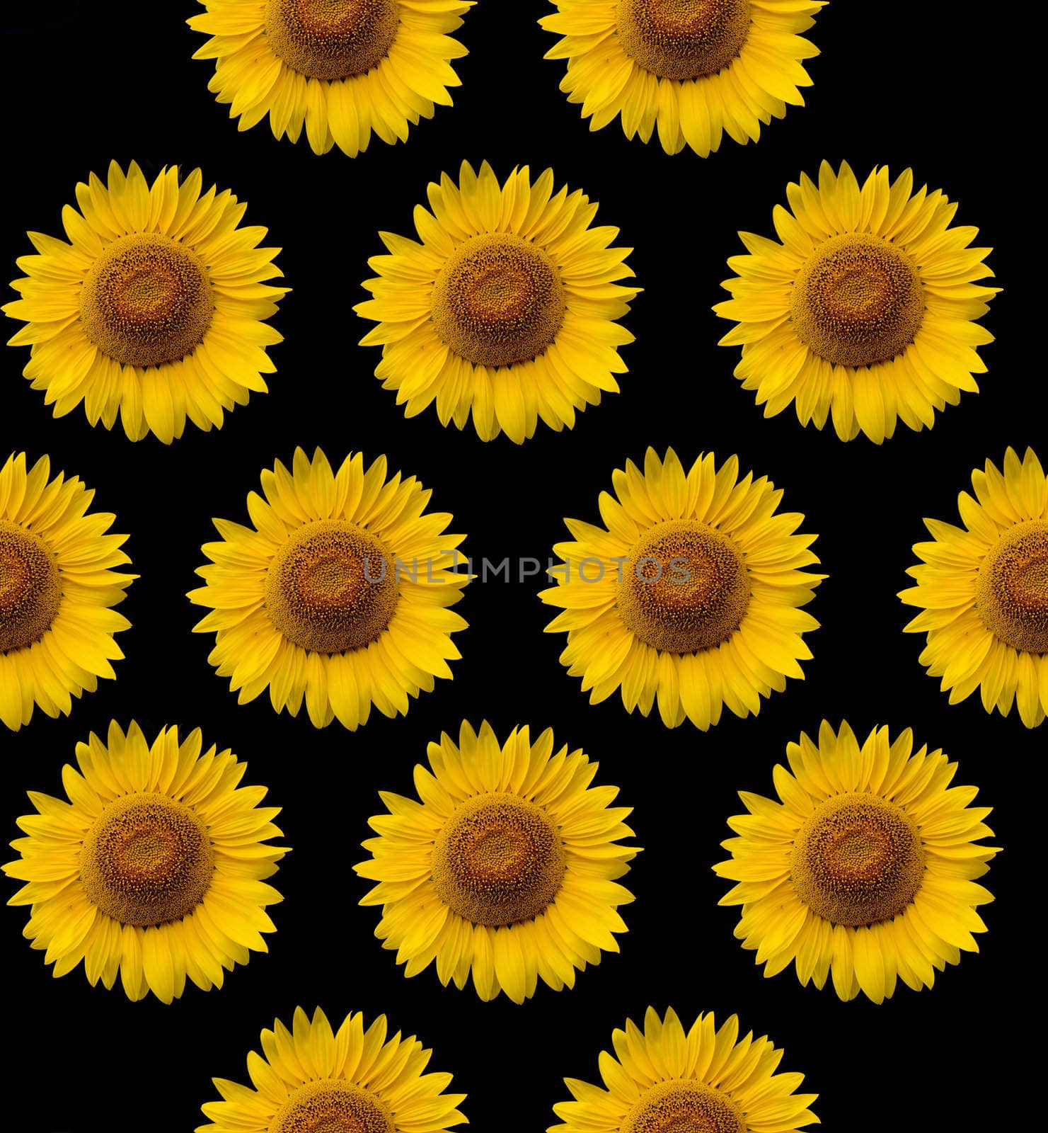 sunflower background by Baltus
