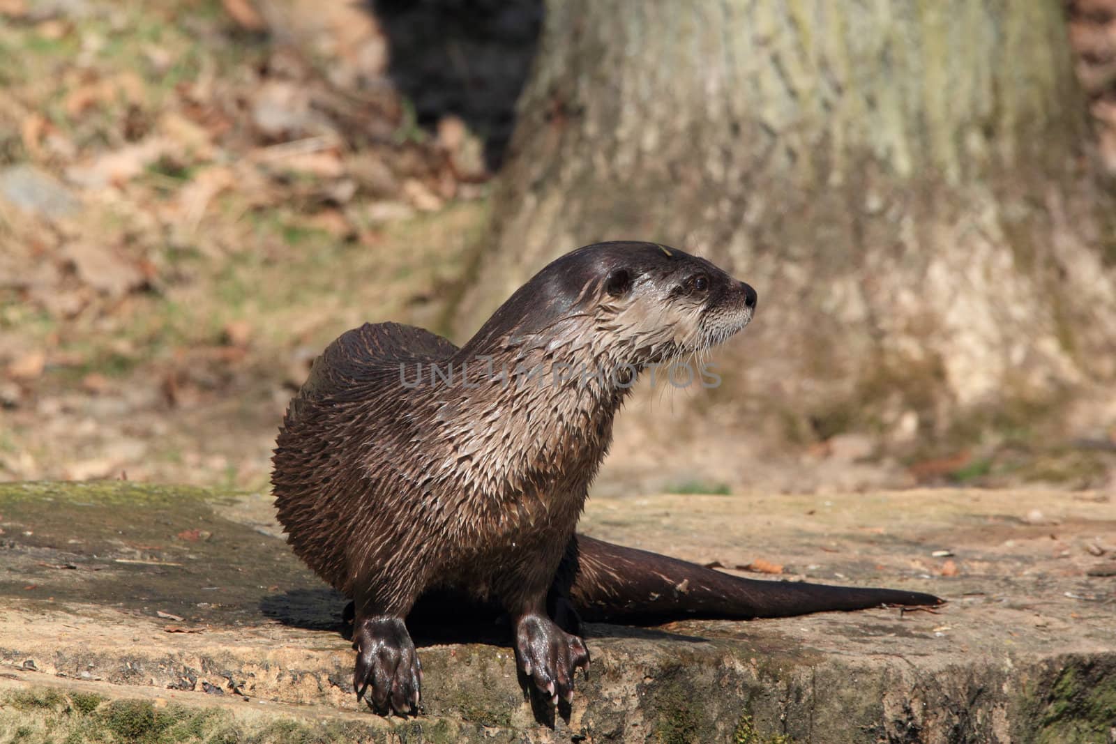 european otter on a rock