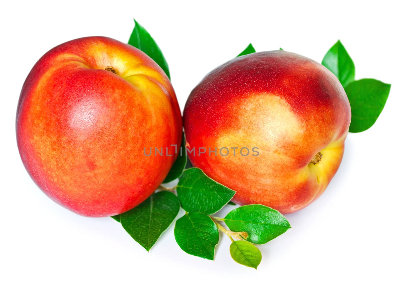 two nectarines with green leaves over white background 