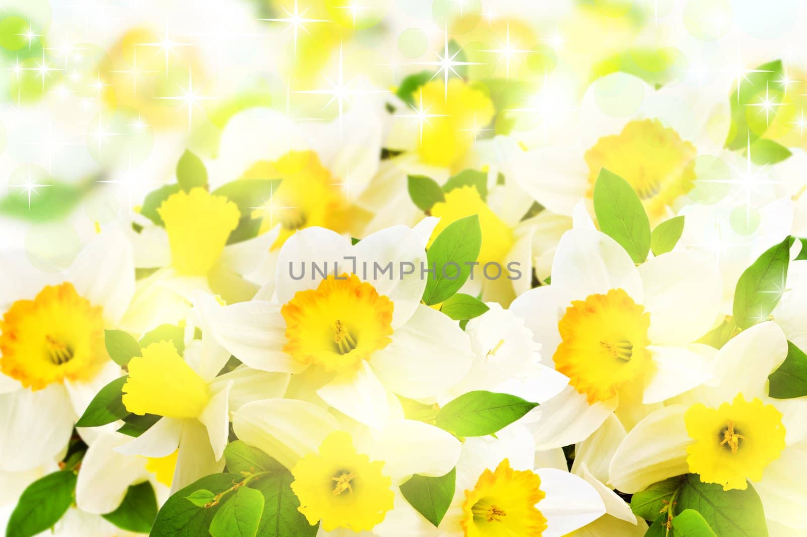 holiday narcissus flowers background with bokeh and stars