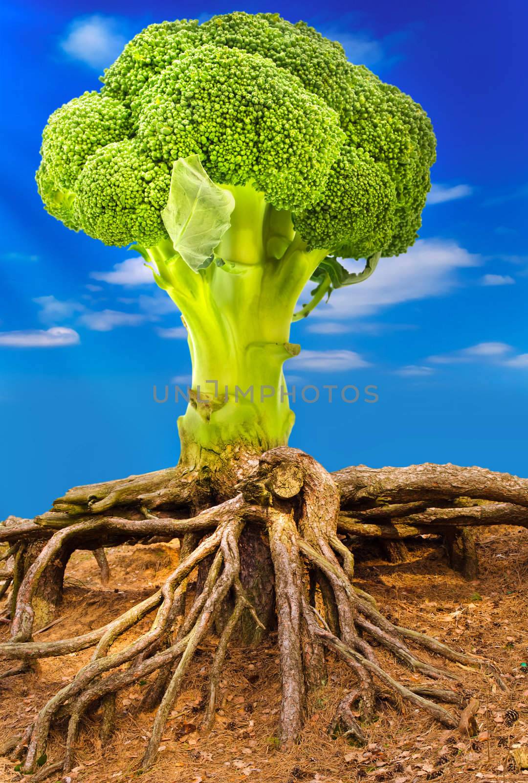 Vegetable concept with broccoli tree over blue sky