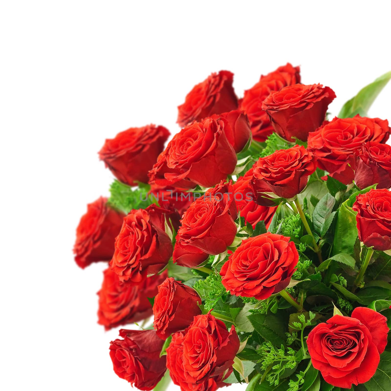 bouquet of red roses over white background
