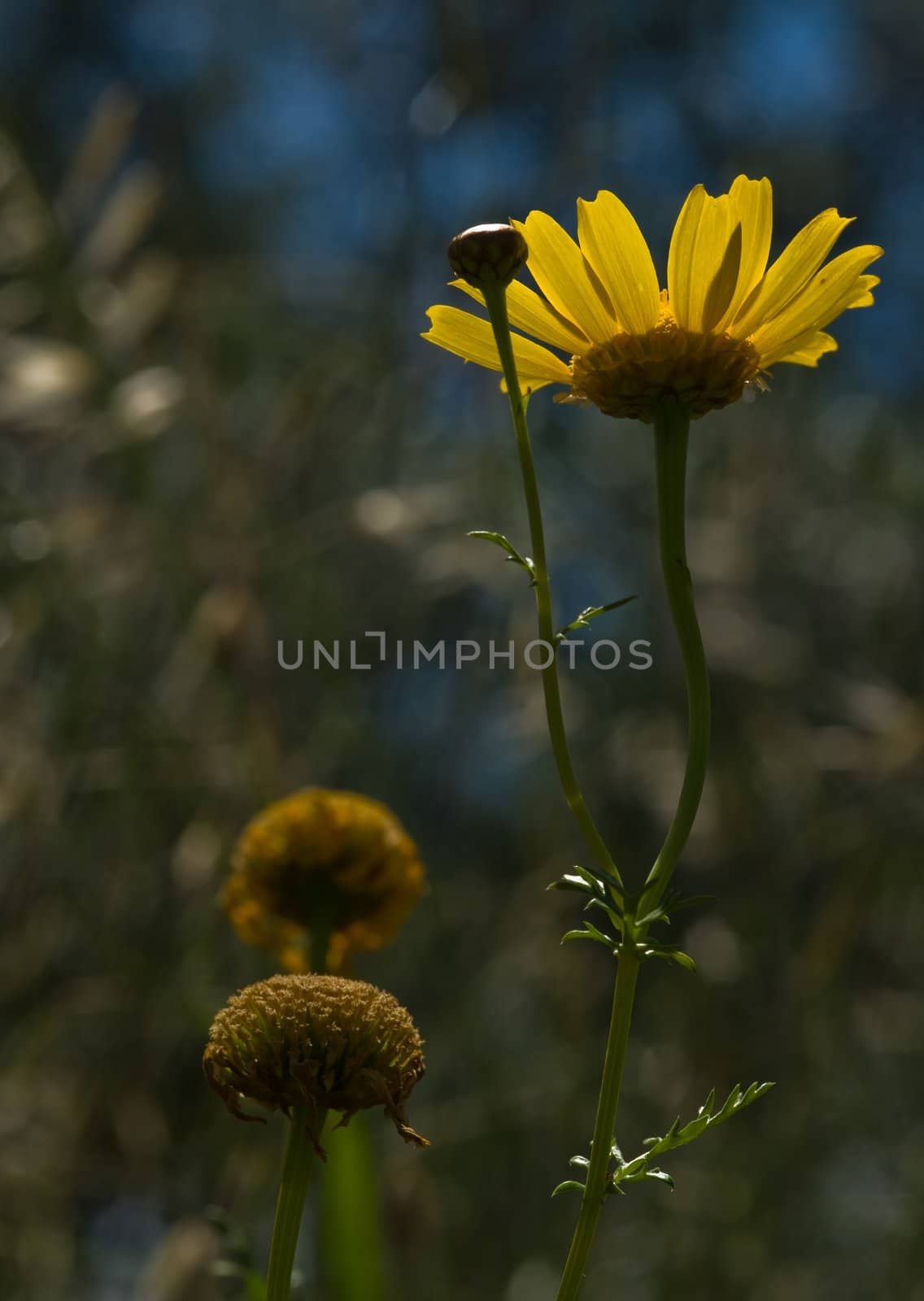 Anthemis tinctoria, or Golden Marguerite and Yellow Chamomile. Zakynthos Island, Geece.