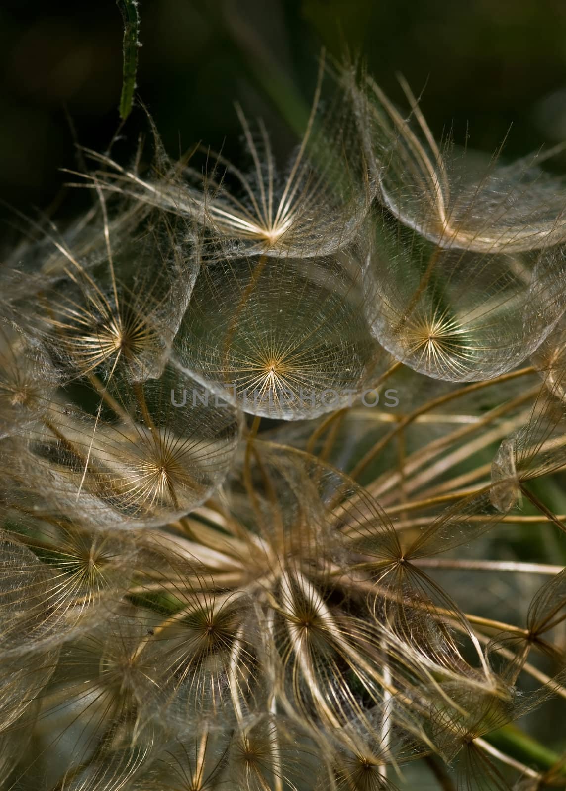 Closeup of a dandelion, Zakynthos Island, Geece.