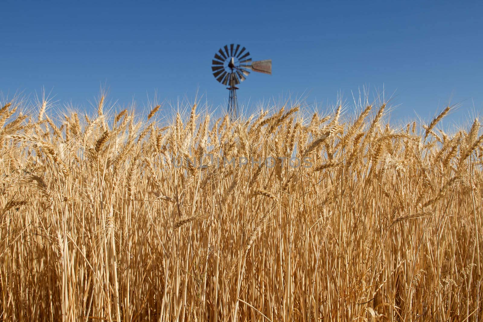 Wheat Grass in Farm Field with Windmill by Davidgn