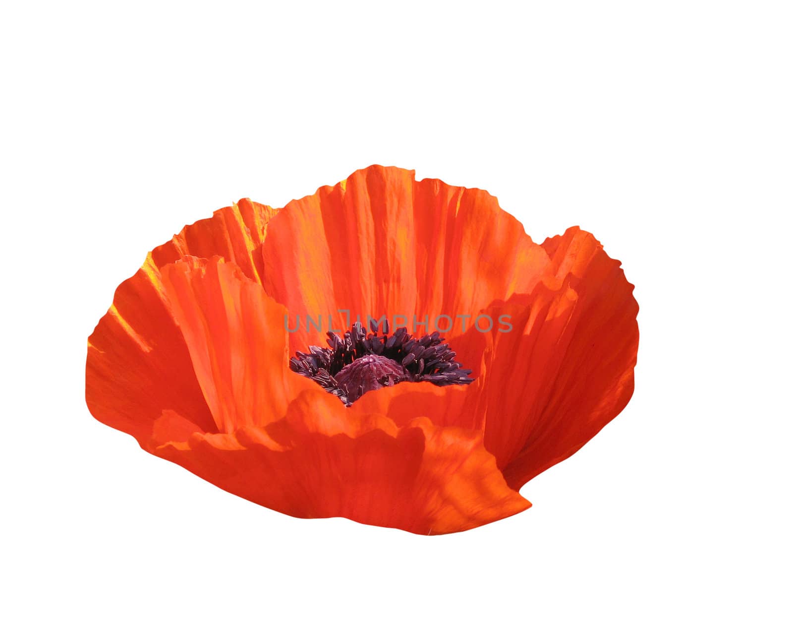 Poppy, isolated on white background by zeffss