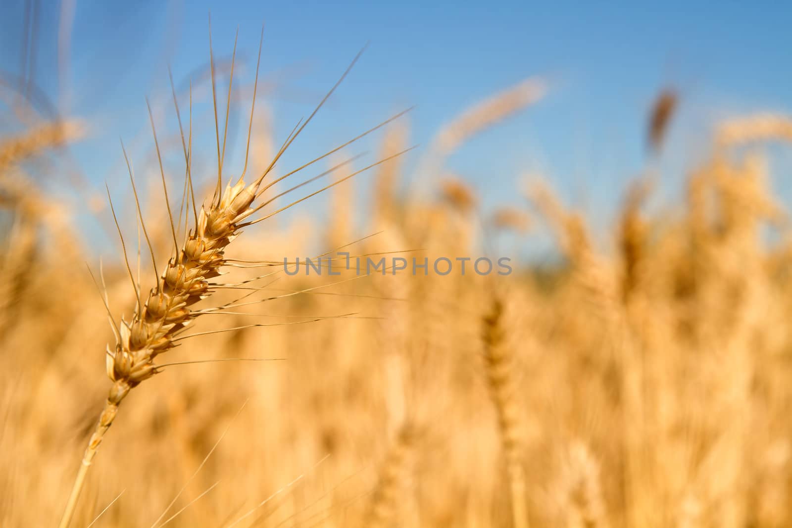 Wheat Grass in Farm Field Macro Background