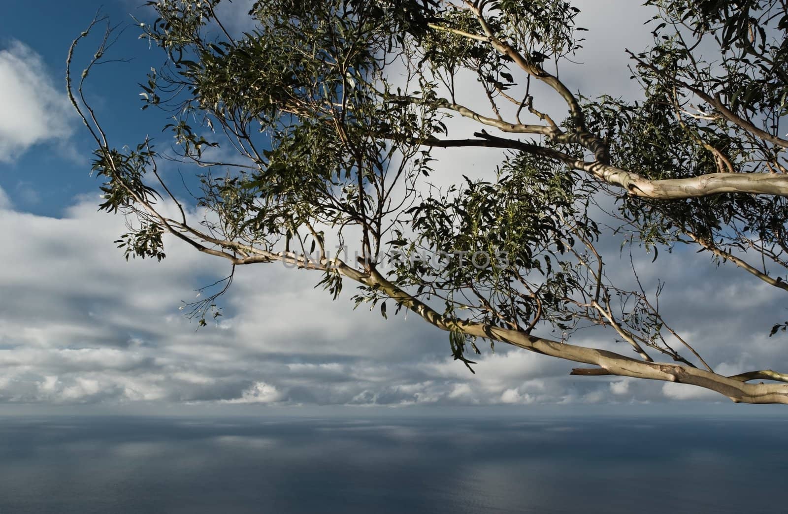 Seascape with eucalyptus tree, Quinta Grande on Madeira Island, Portugal.