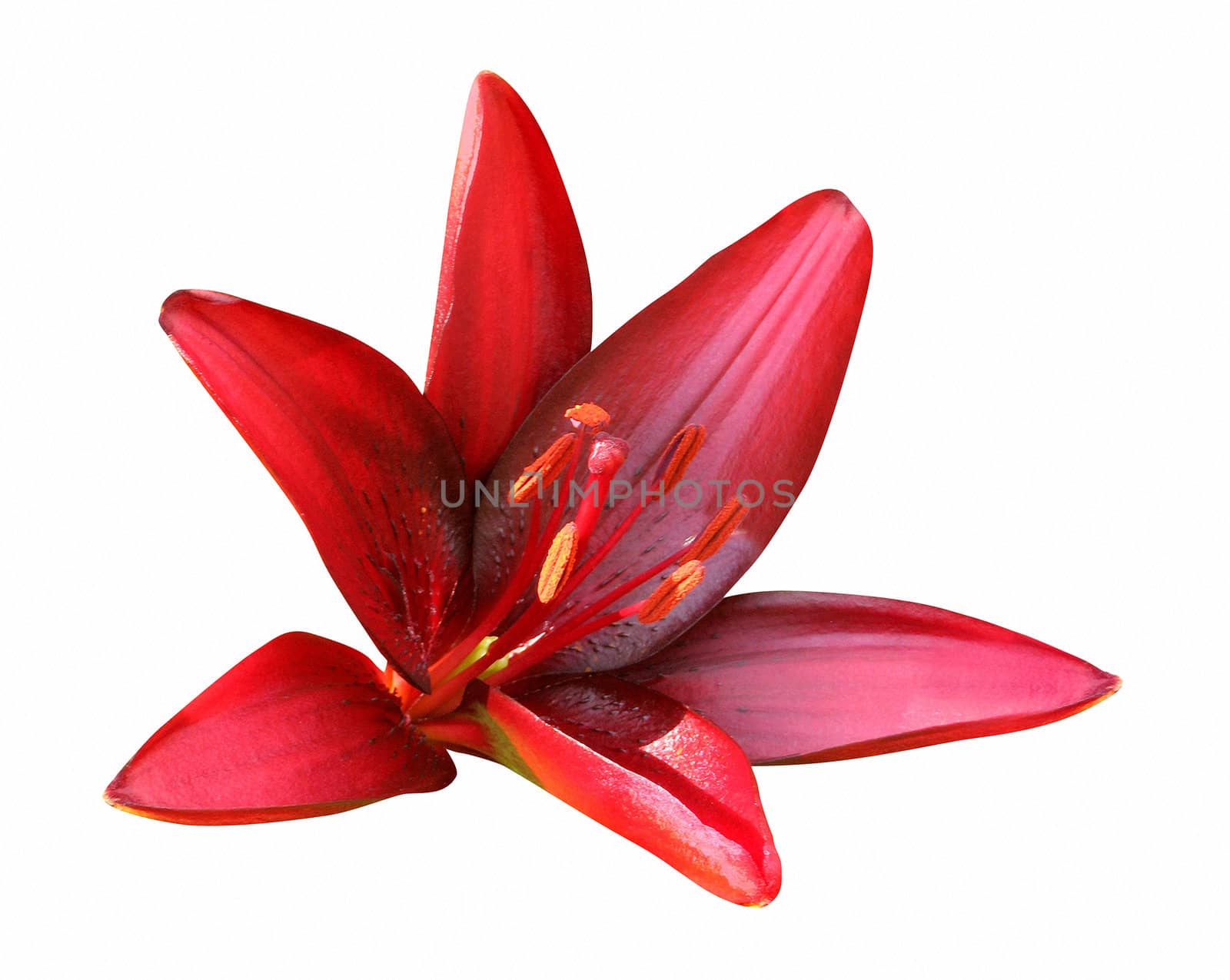 Red Lily, isolated on white background by zeffss