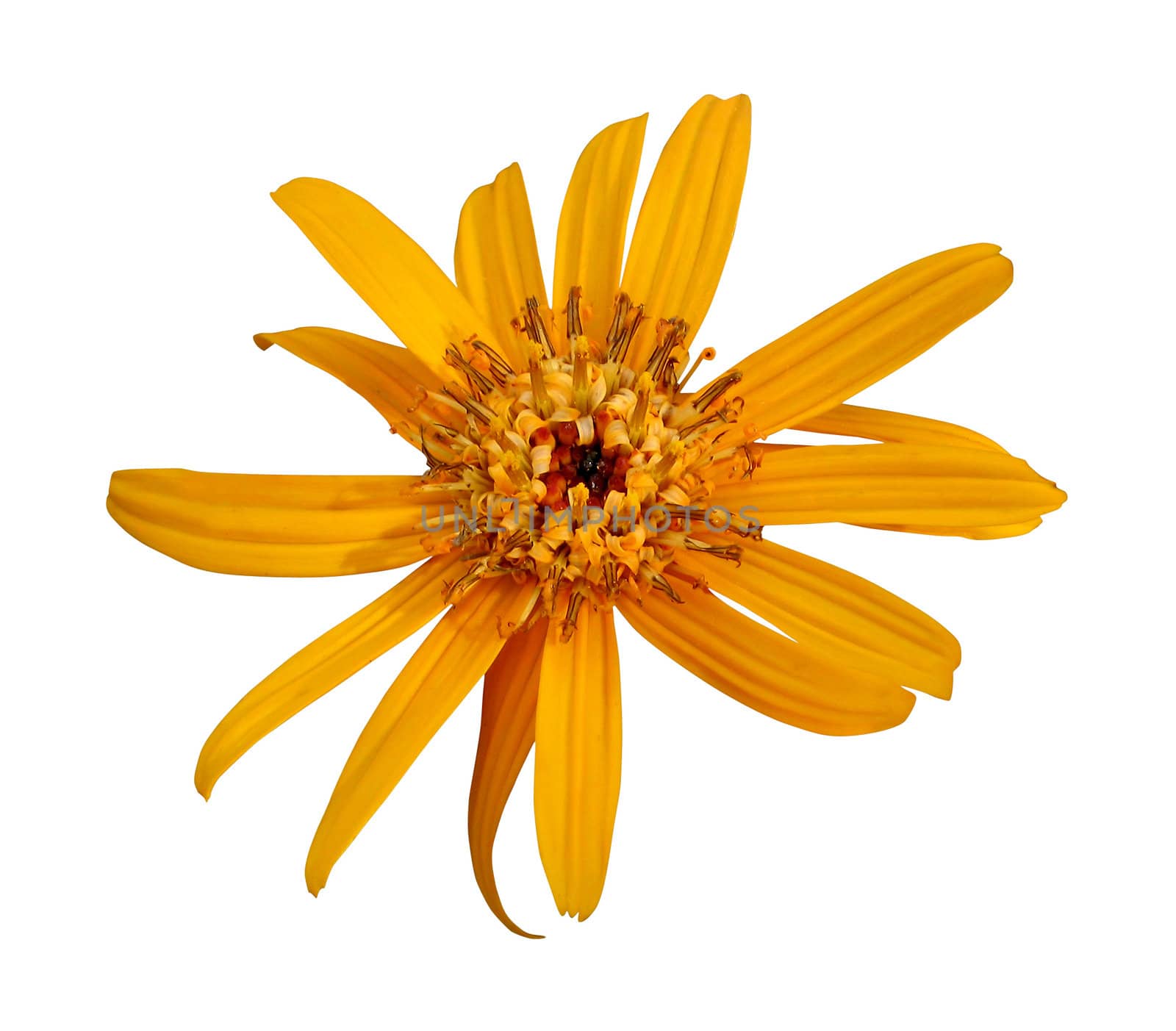 Rudbeckia, isolated on white background