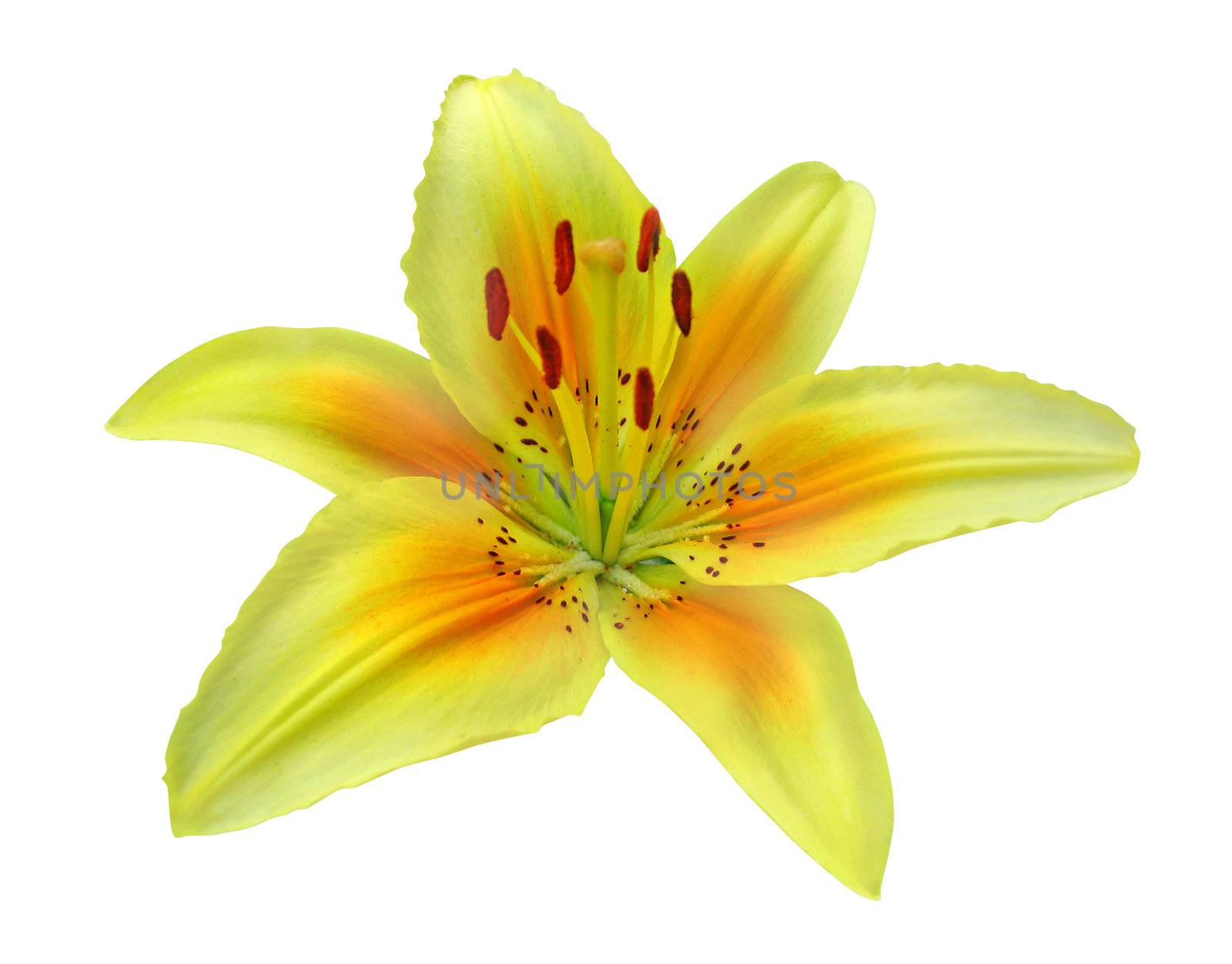 Lily, isolated on white background by zeffss