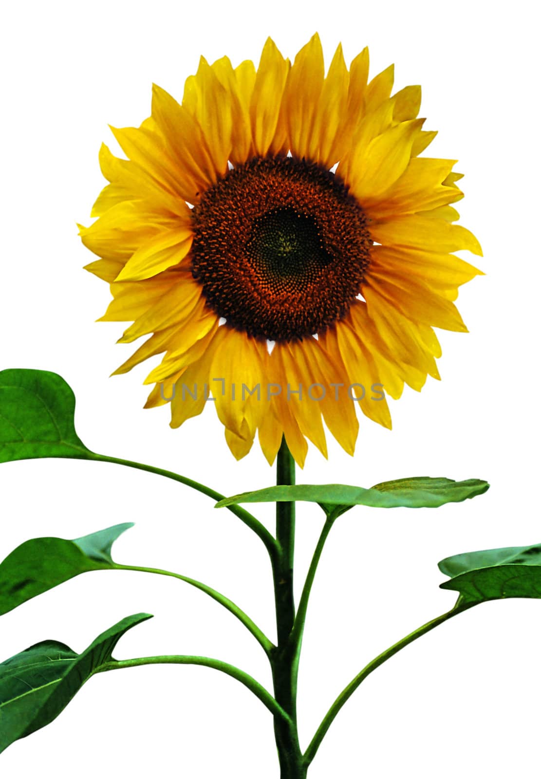 Sunflowers, isolated on white background