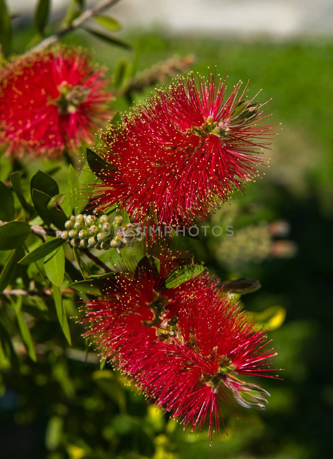 Bottlebrush (Callistemon) flowers and buds. Zakynthos Island, Greece.