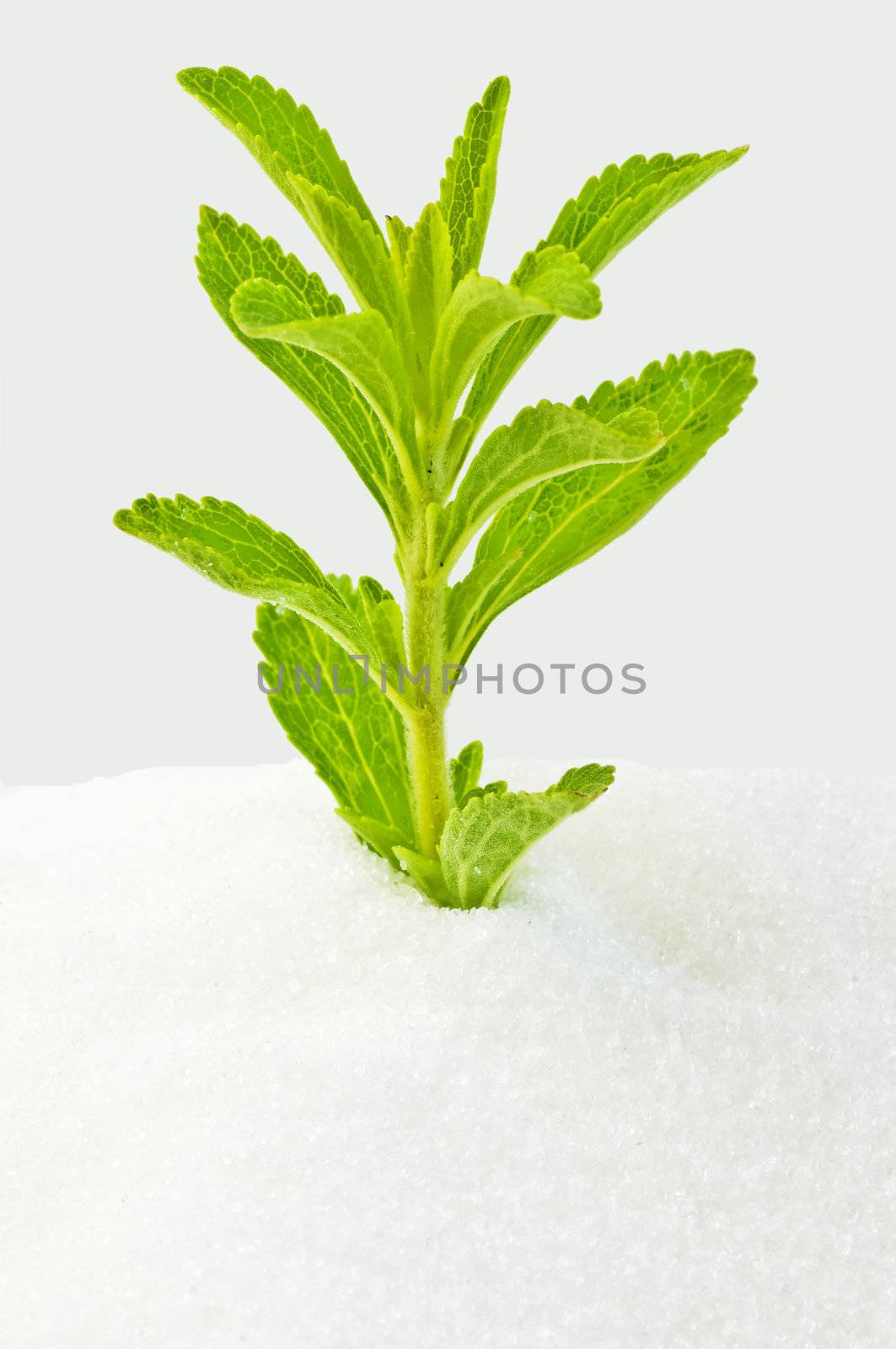 Stevia rebaudiana, support for sugar by Jochen