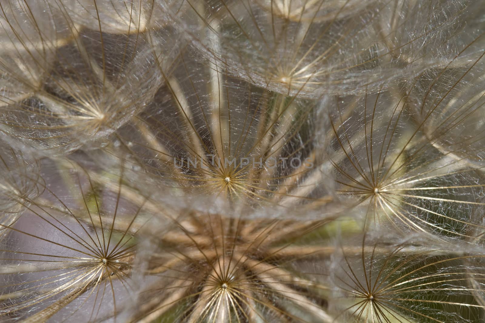 Dandelion Flower Seed Head Macro Closeup by Davidgn