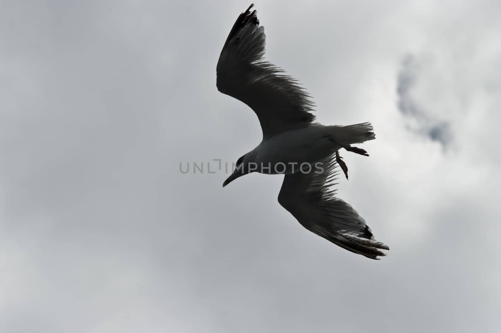 Flying seagull, north part of Aegean Sea near Thasos Island, Greece.