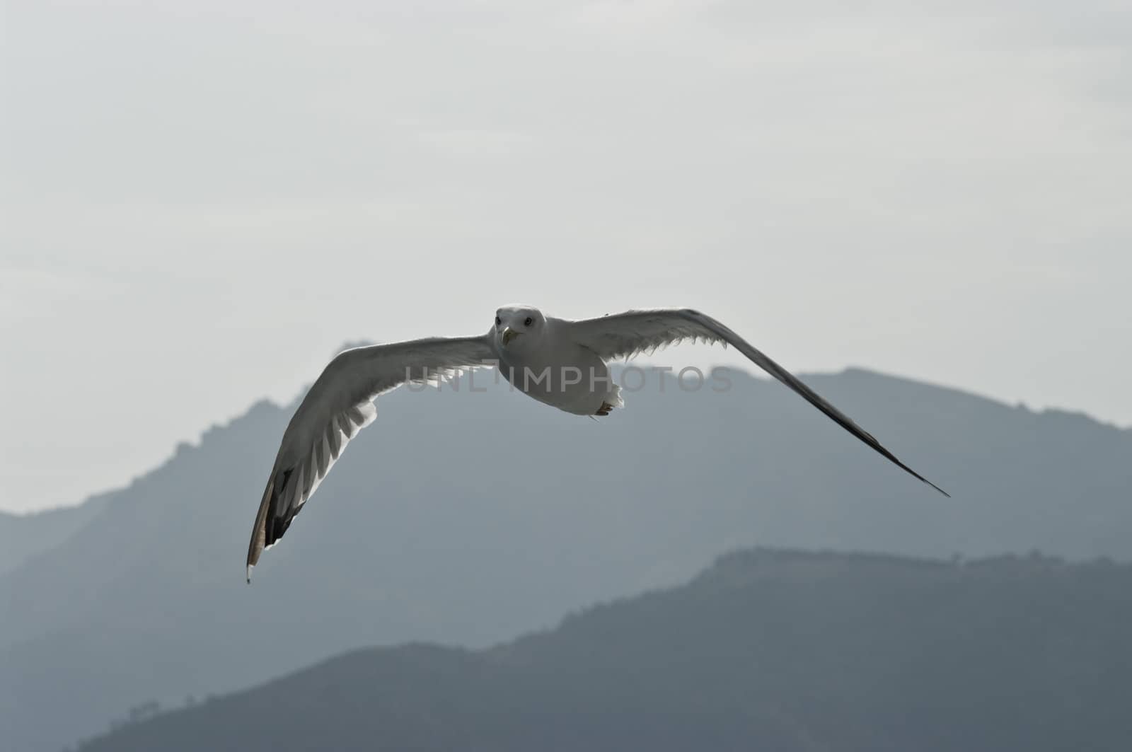 Flying seagull, north part of Aegean Sea near Thasos Island, Greece.