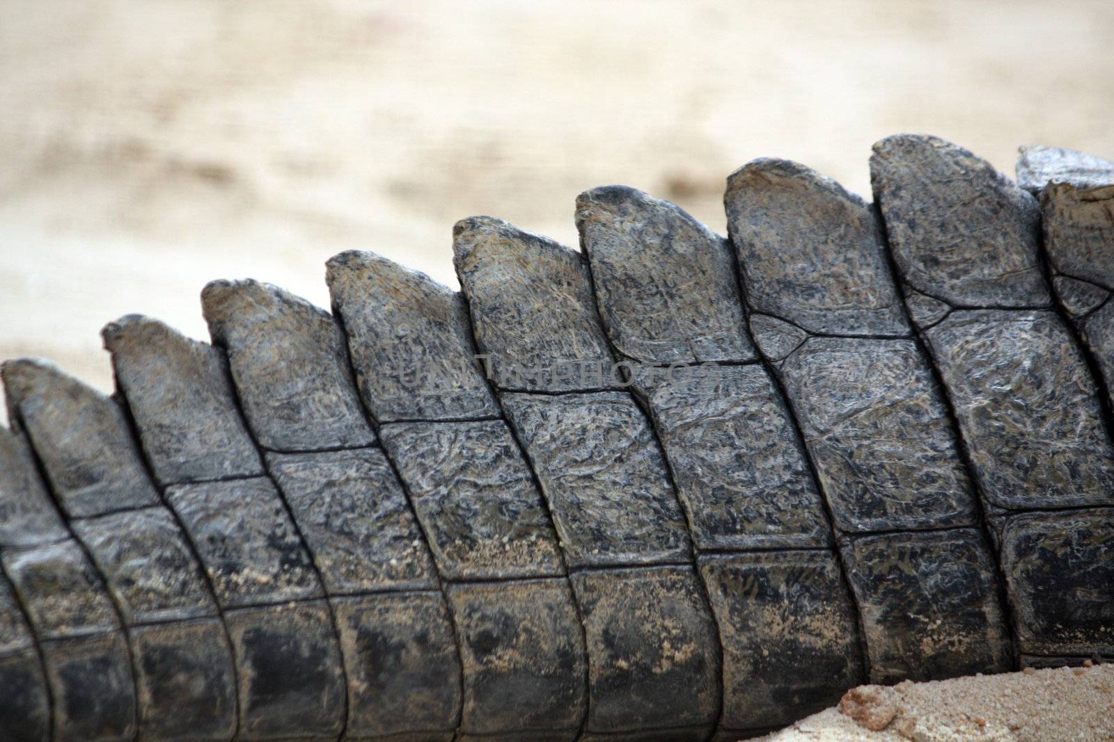 Close up view of the tail of a crocodile.