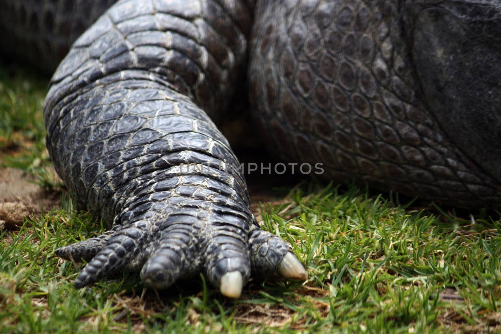 Close up view of the claw of a crocodile.