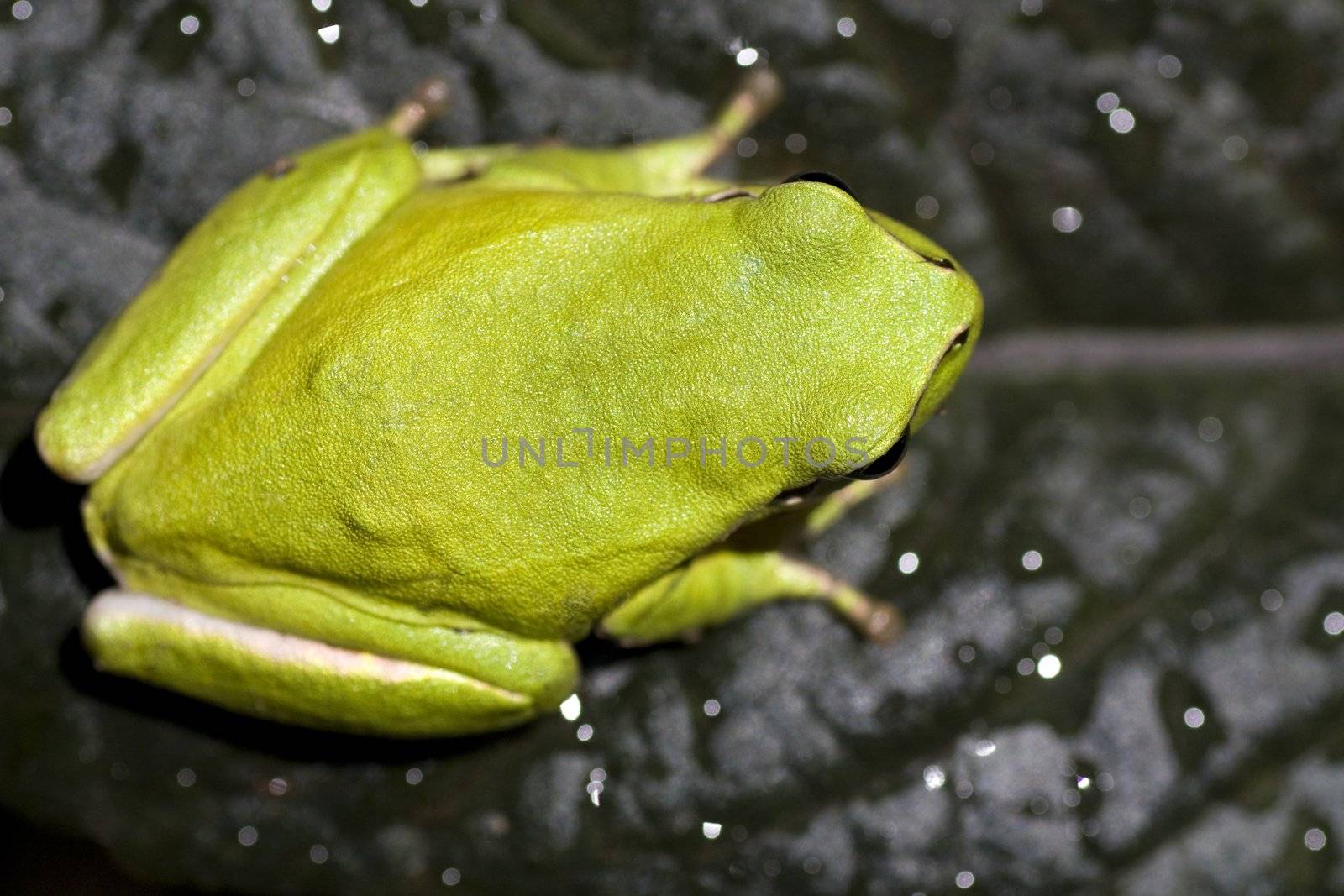 Close view of a common green European tree frog on top of a leaf.