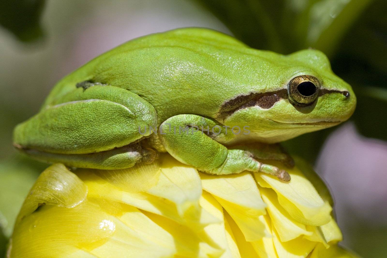 View of a green European tree frog on top of a yellow flower.