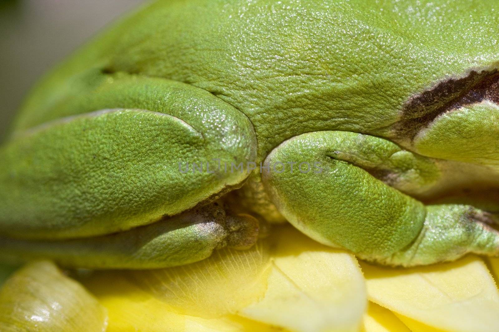 Close view of a green European tree frog legs.