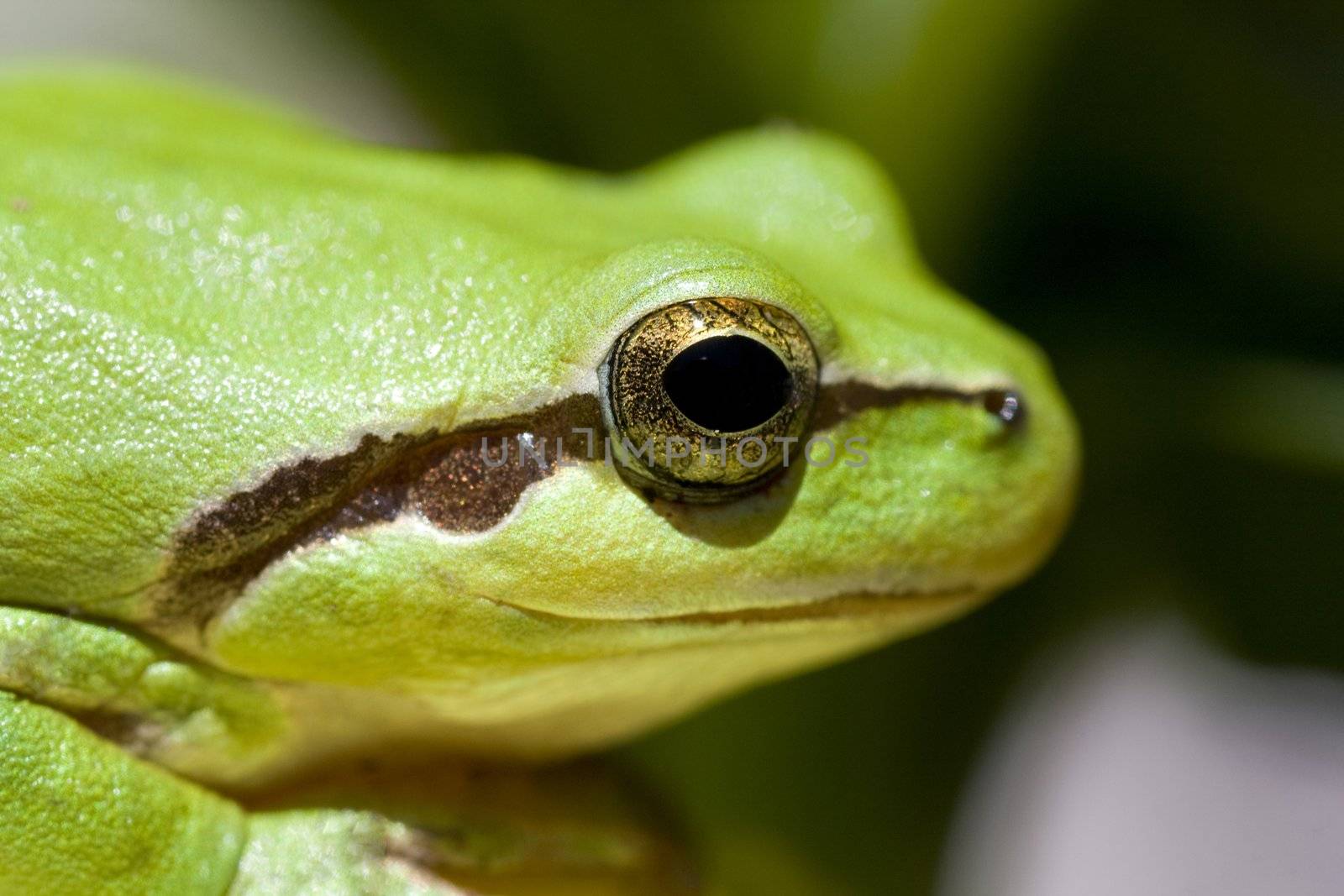 Close up view of a common green European tree frog head.