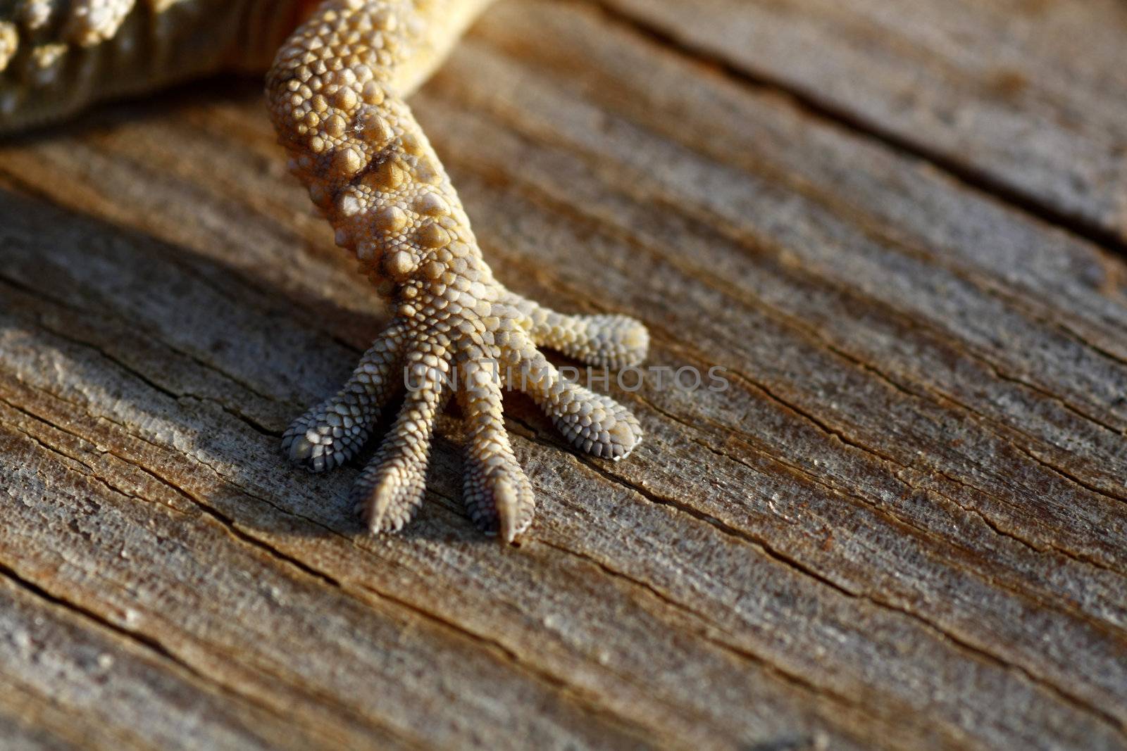 Close up view of the leg and foot of a European gecko.