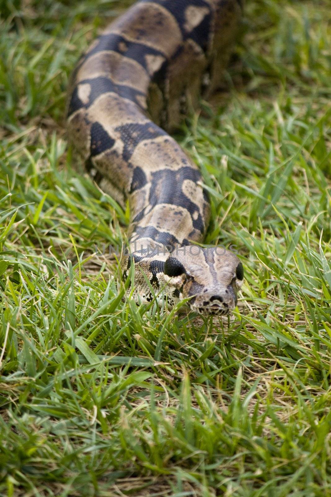 View of the head of a boa constrictor snake sliding on the grass.