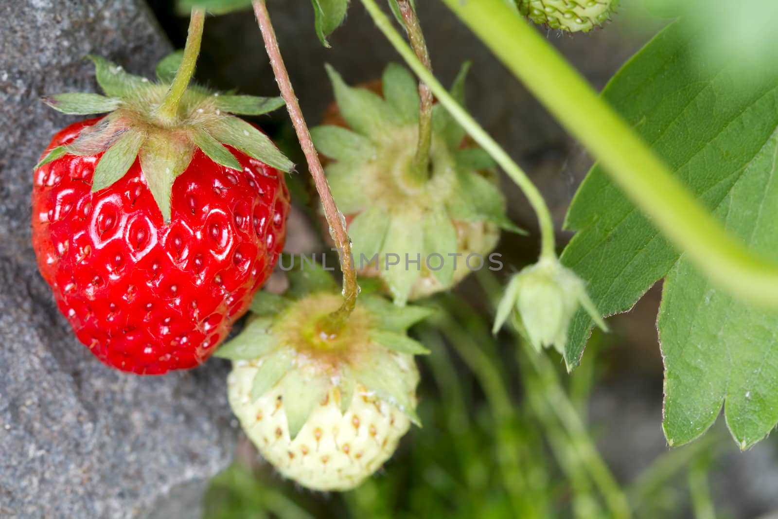 Red Ripe Strawberry Fruit Plant