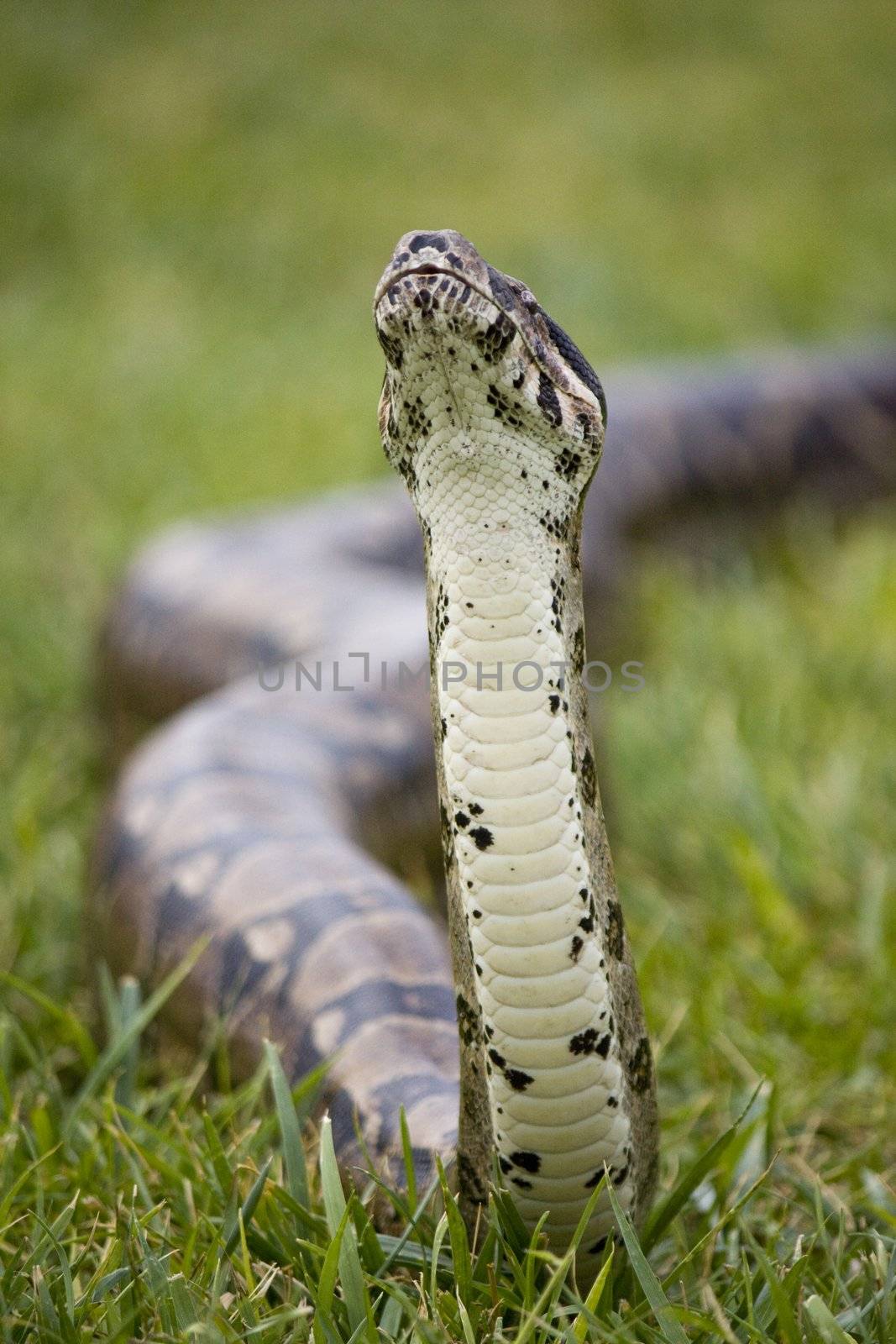 View of the head of a boa constrictor snake trying to sniff on the air.