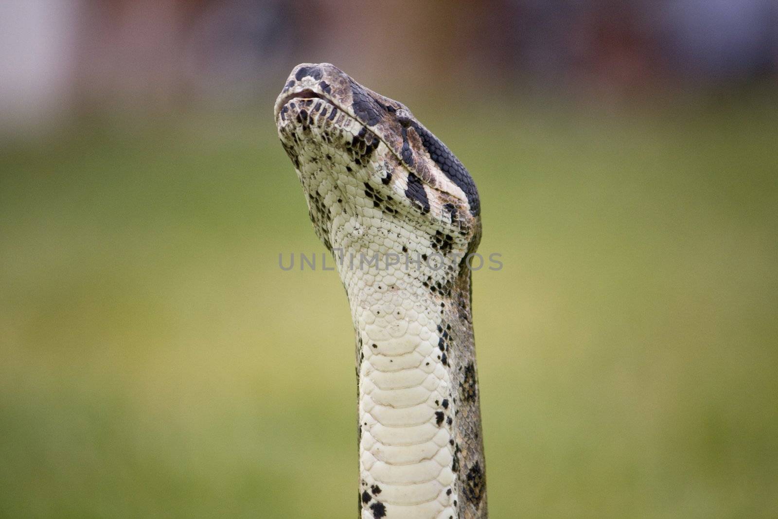 View of the head of a boa constrictor snake trying to sniff on the air.