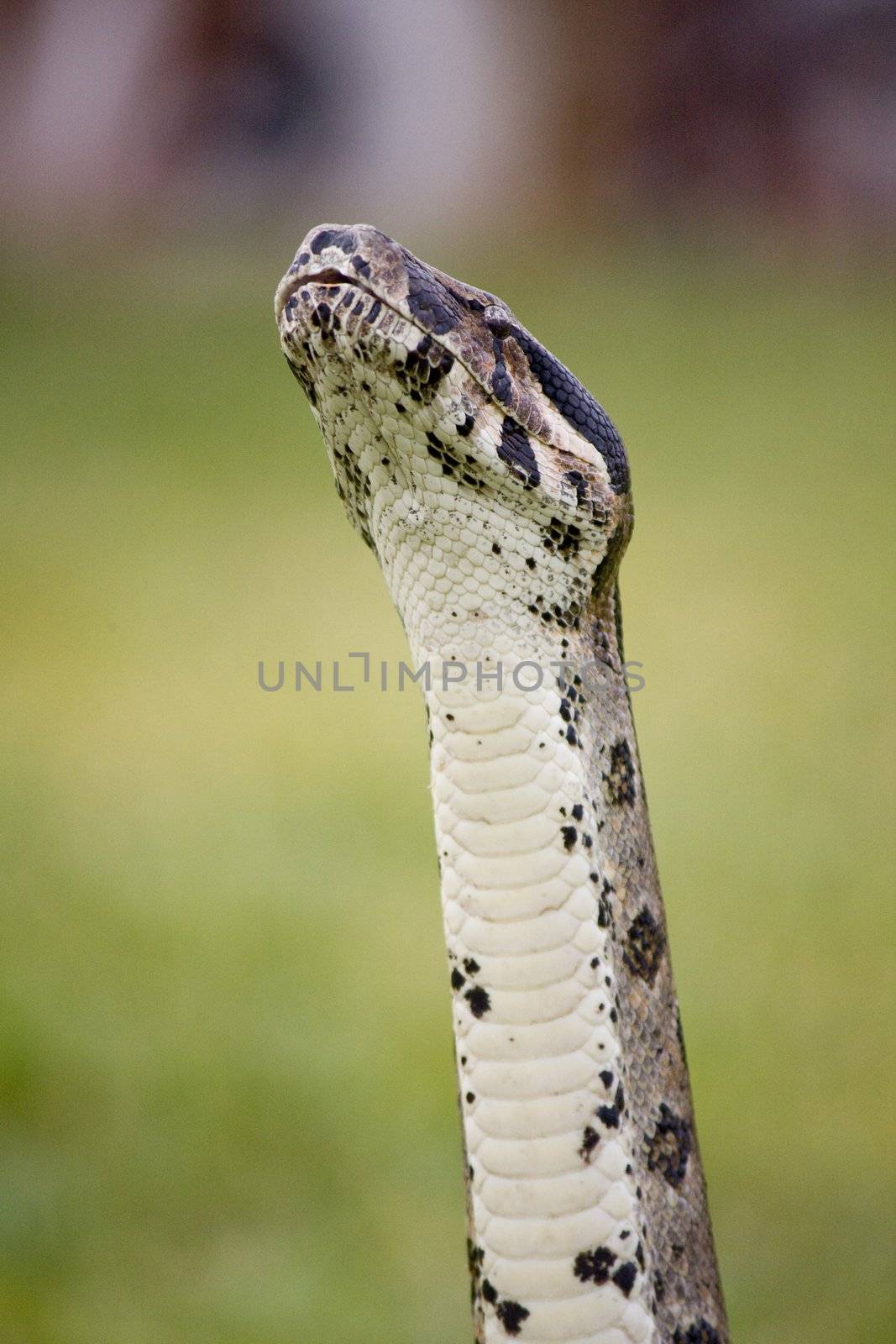 View of the head of a boa constrictor snake trying to sniff on the air.